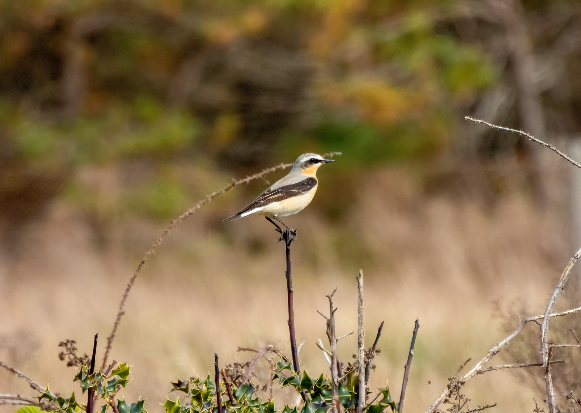 Wheatear male