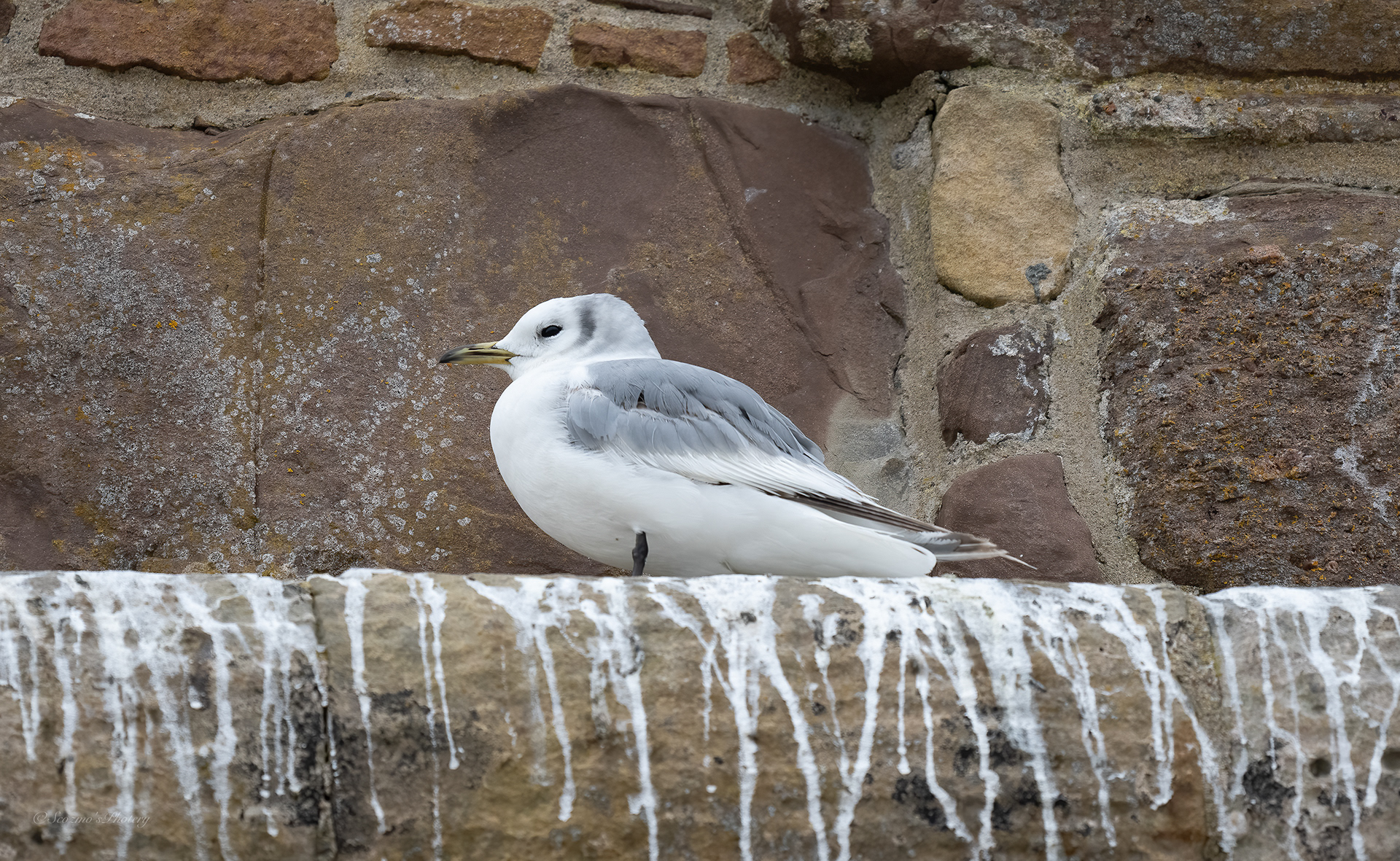Young Kittiwake