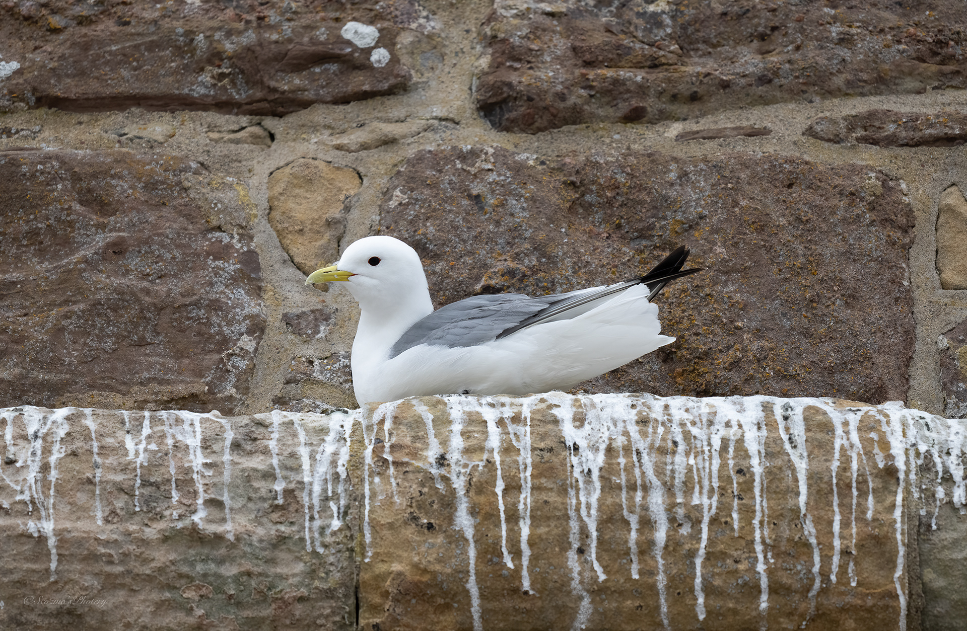 Adult Kittiwake