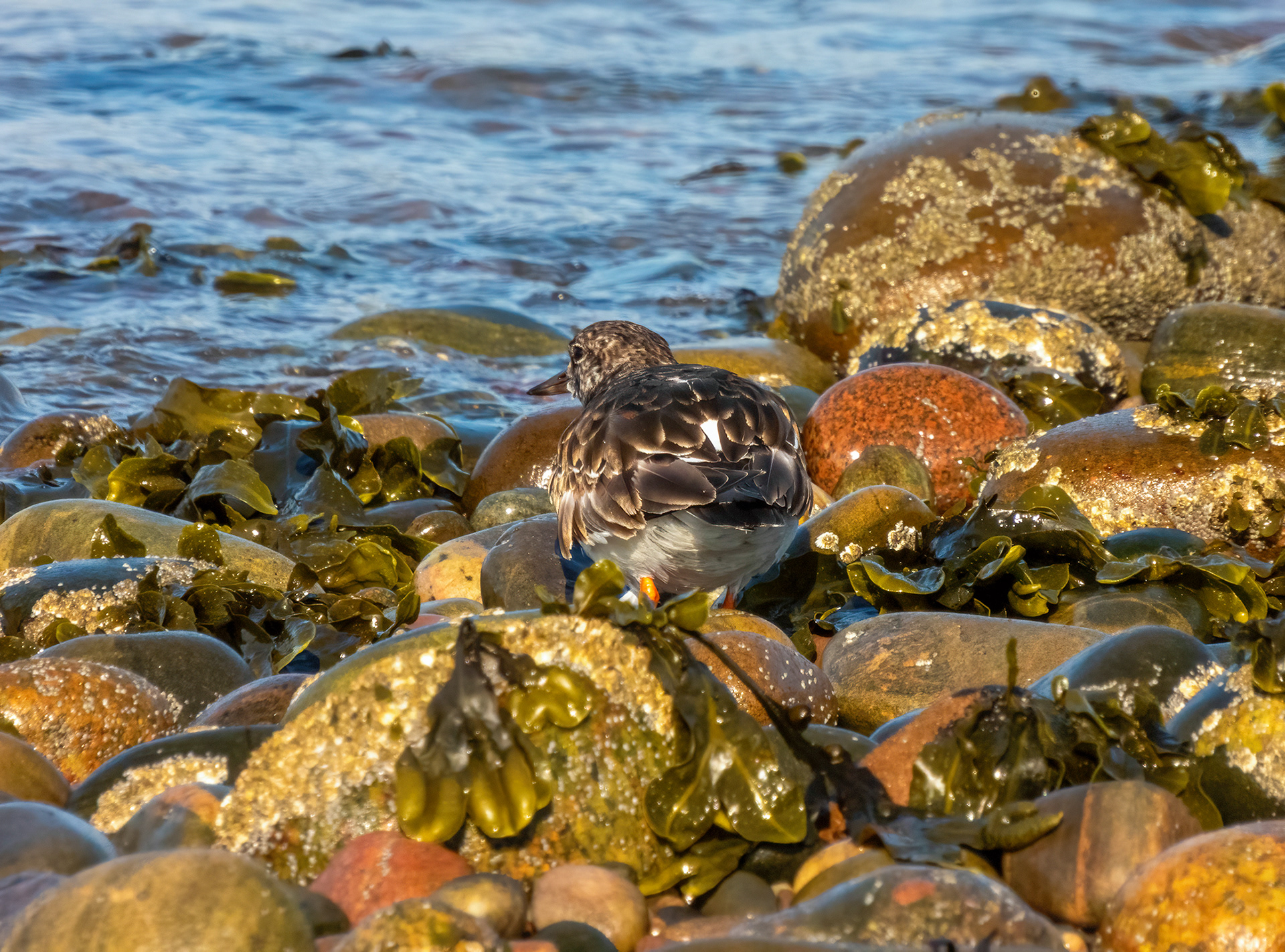 Turnstone variations