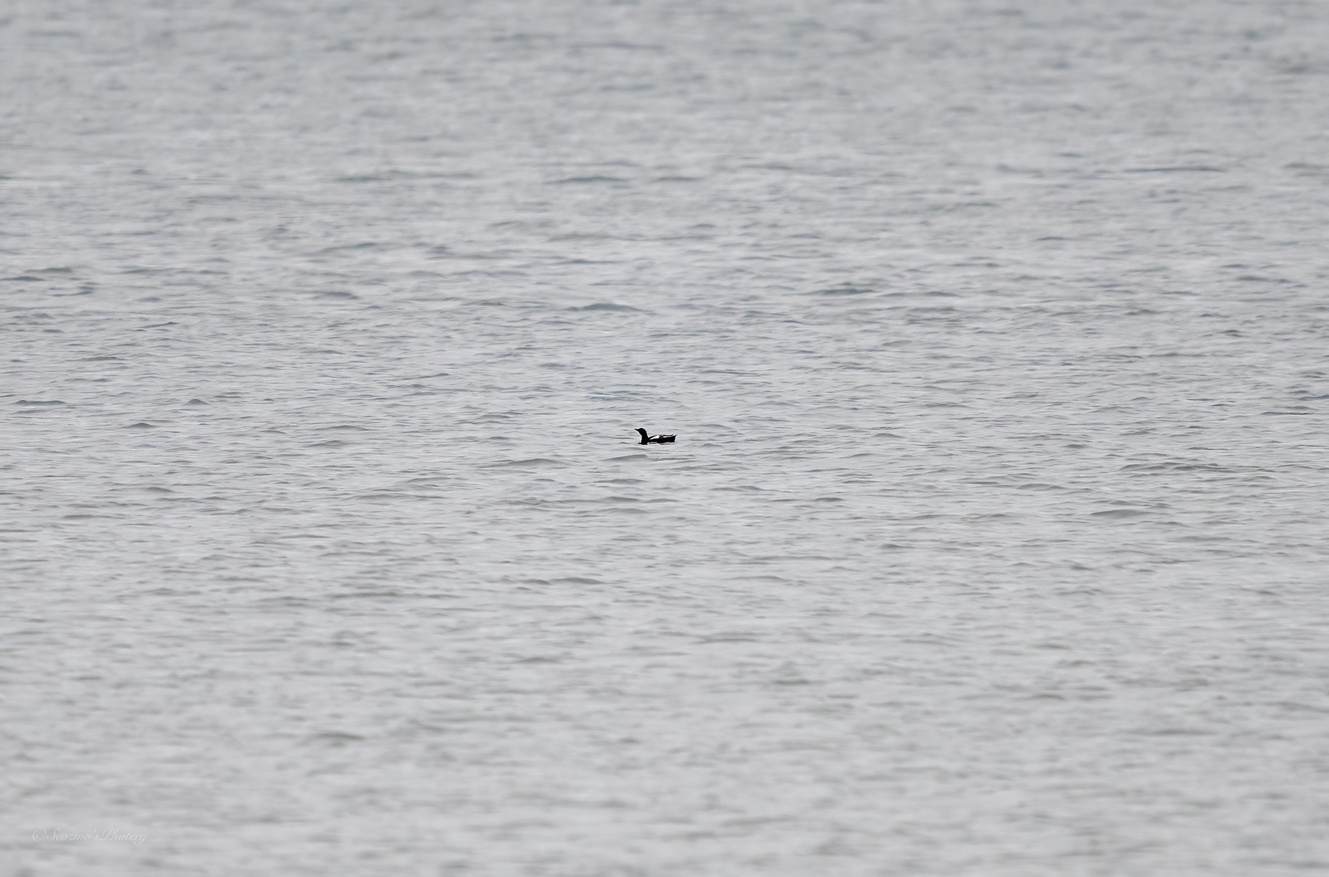 Black Guillemot