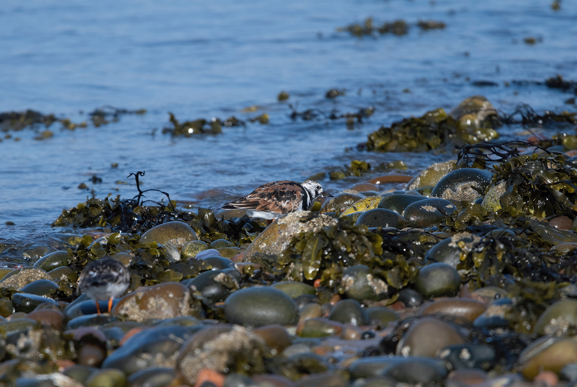 Turnstone variations
