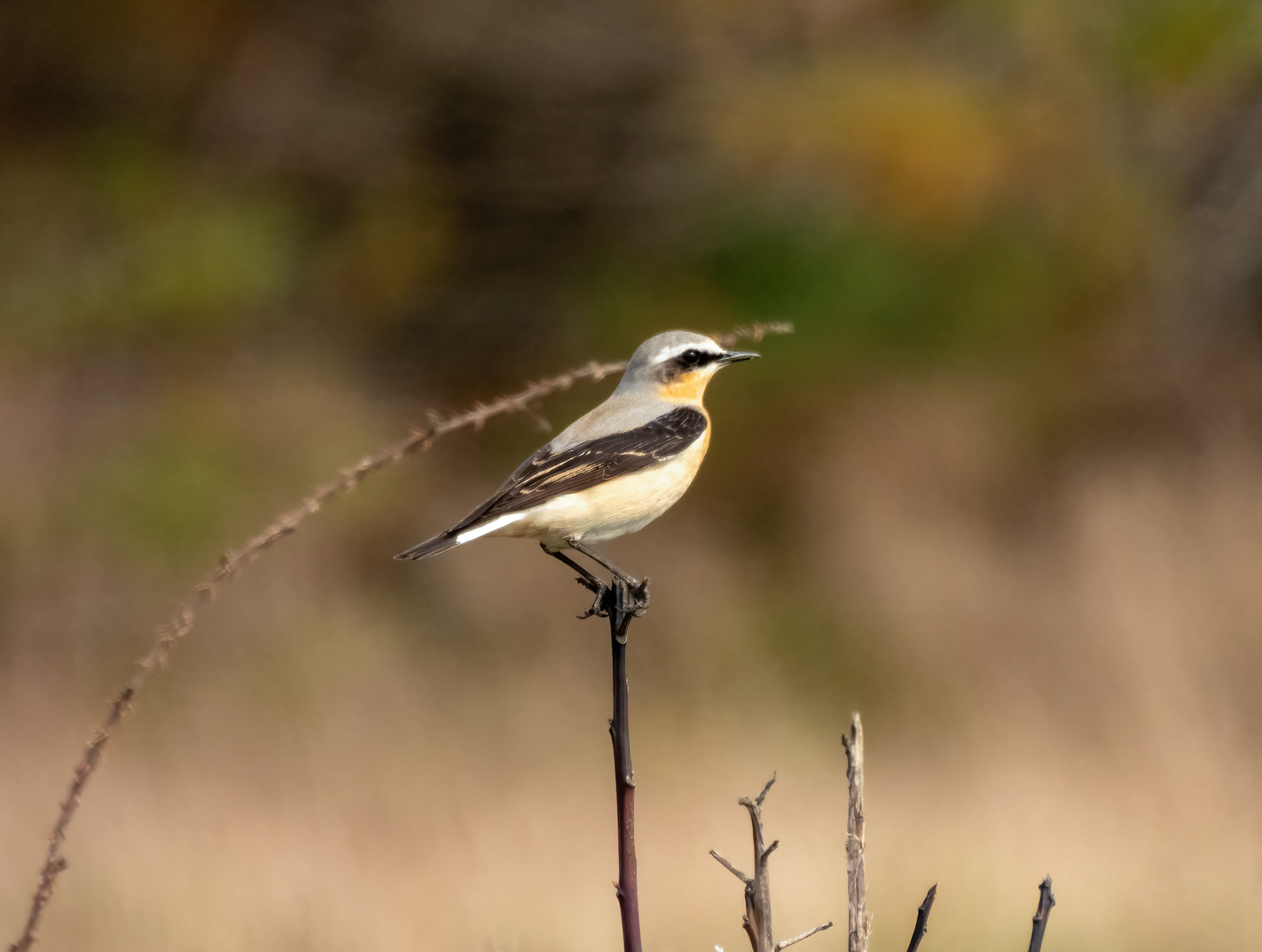 Wheatear male