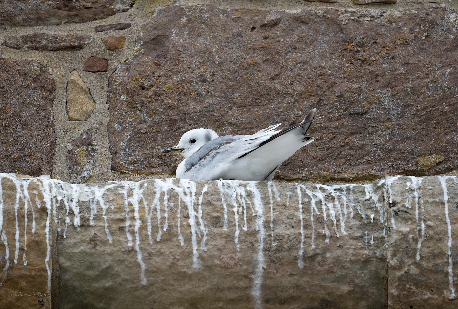 Young Kittiwake