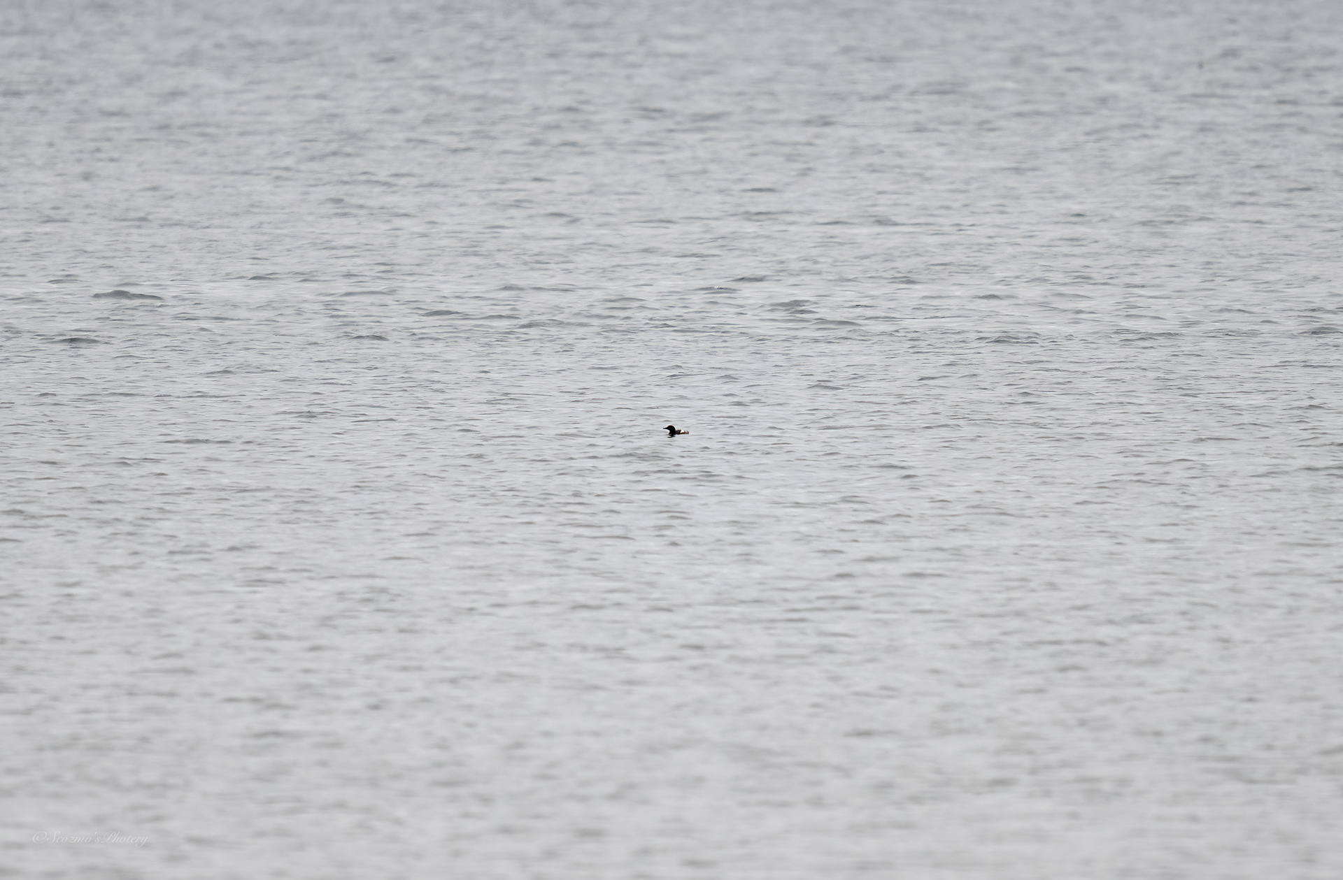 Might be a Guillemot