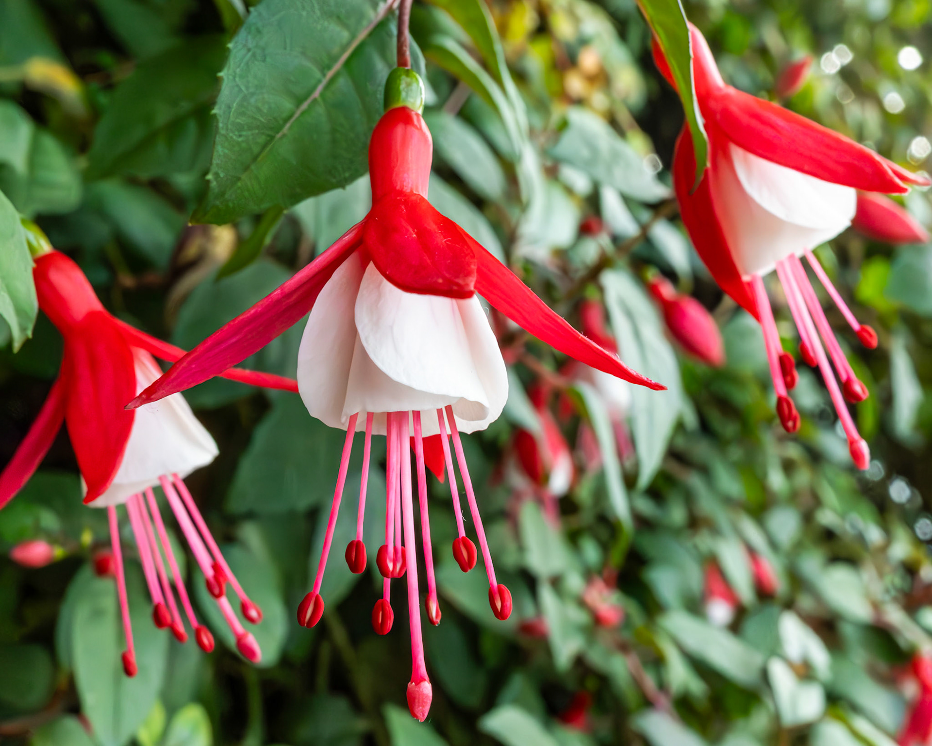 Hängende Fuchsienblüten; typische Glockenform mit langen Staubblättern.