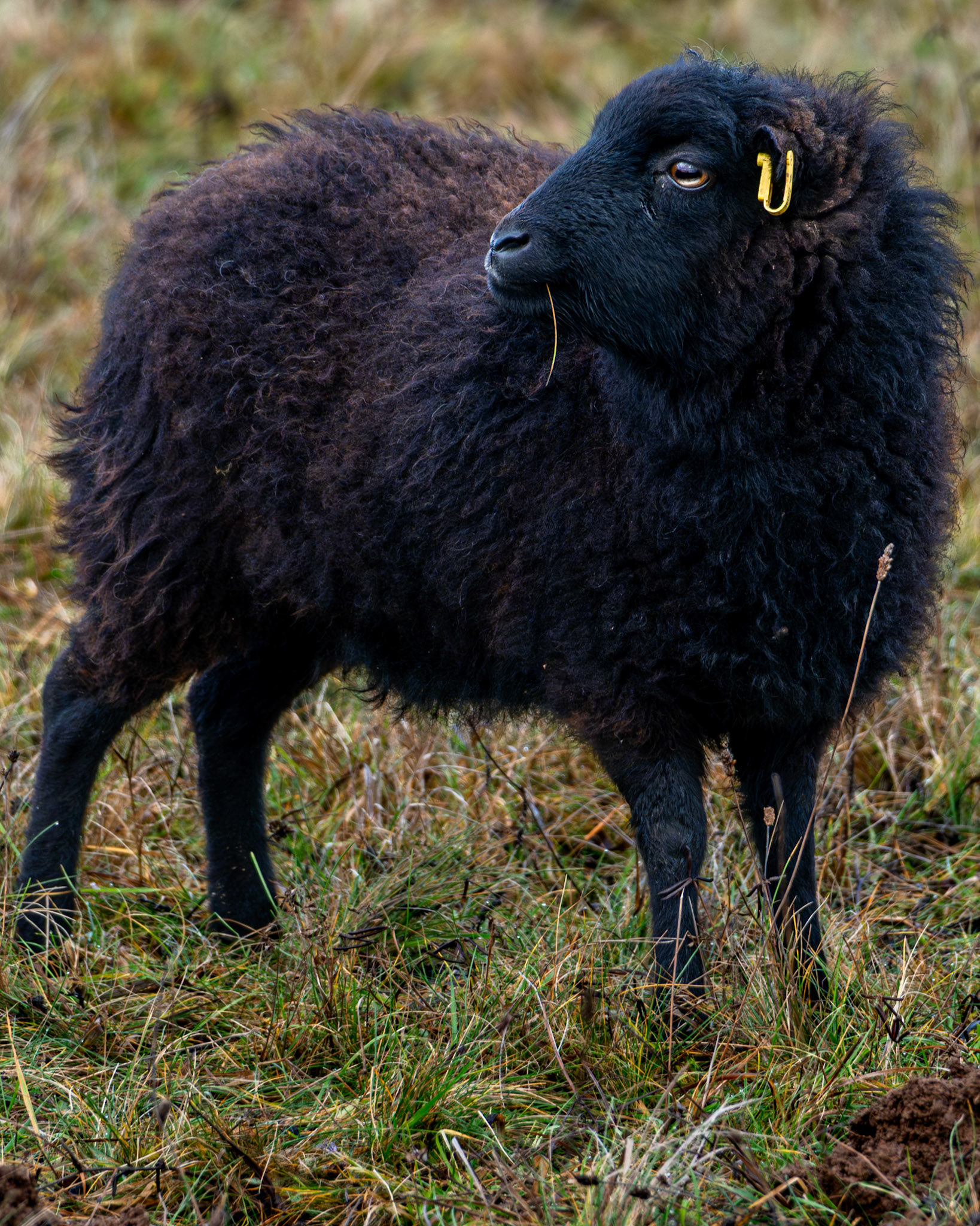 Ein schwarzes Schaf der Herde zur Winterbeweidung im Weinberg.