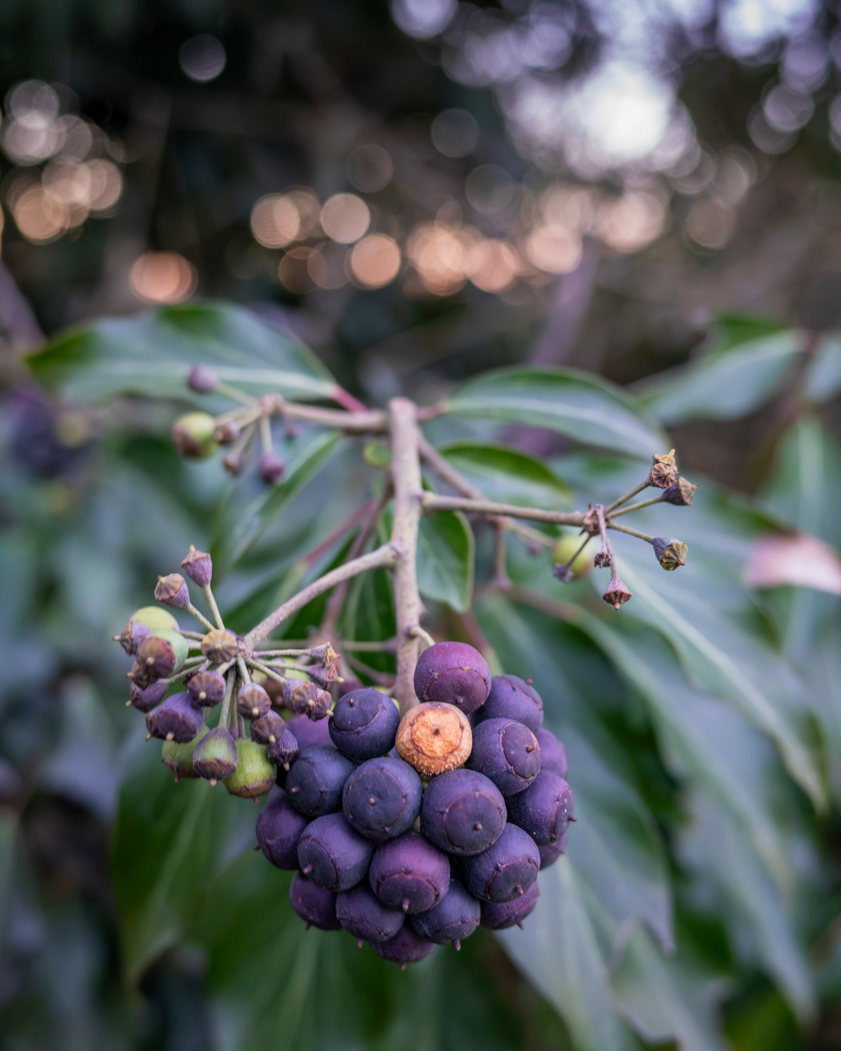 Efeubeeren mit Bokeh