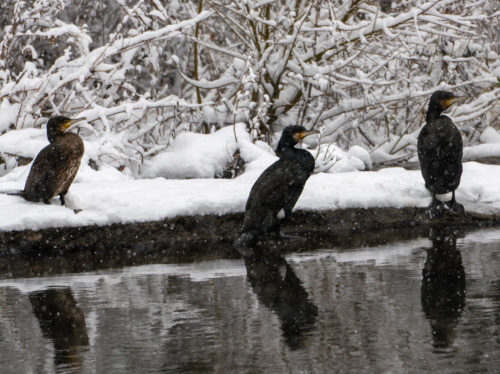 Kormorant (Phalacrocorax carbo) am Gewässerufer.
