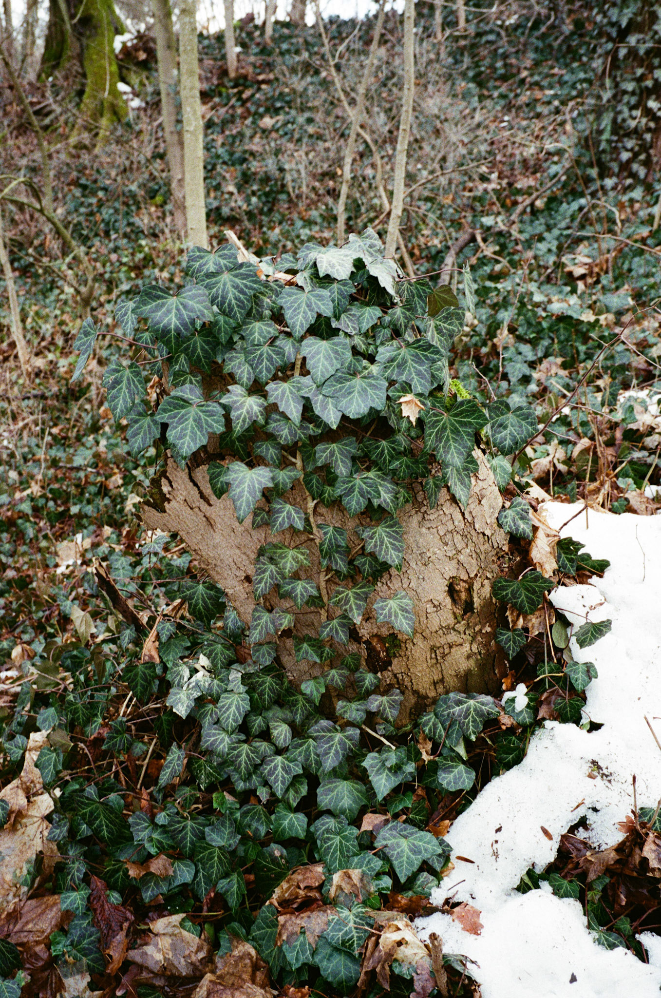 Efeuranken auf Baumstumpf, Wetzlar Deutschherrenberg, Leica M4, Voigtländer Ultron 35mm F2.0, Kodak Ultramax 400