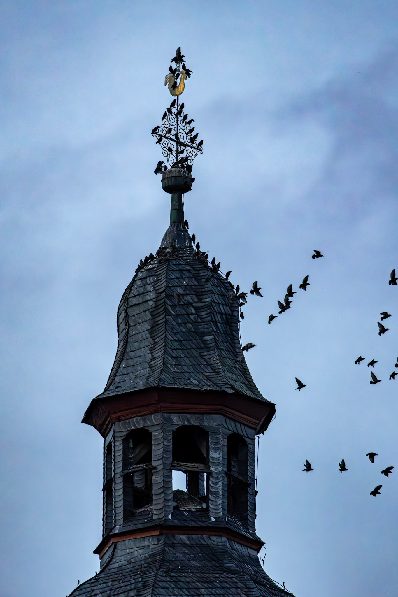 Dohlen auf dem Kirchturm von Wetzlar-Steindorf