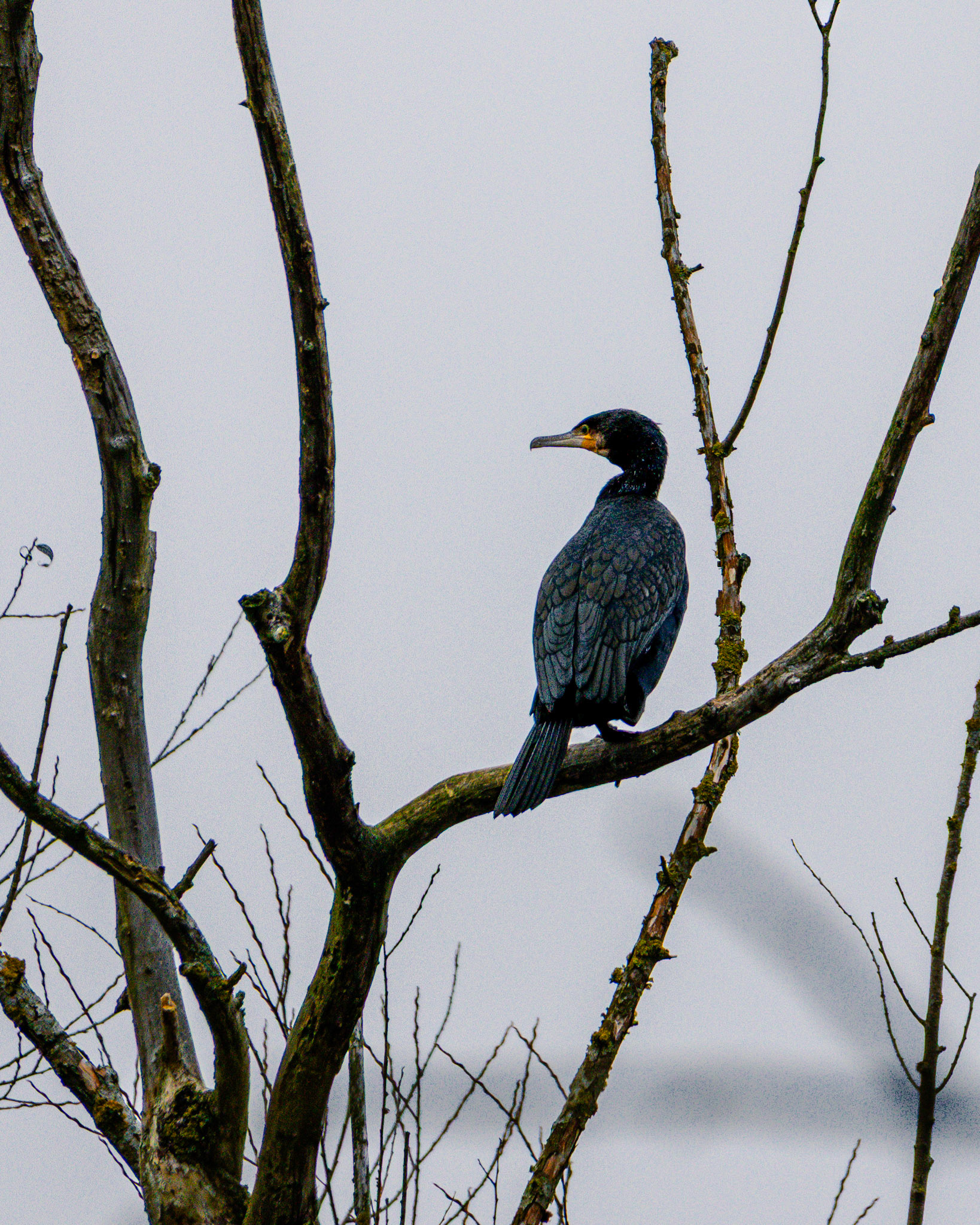 Kormorant auf einem Ast am Gewässerufer.