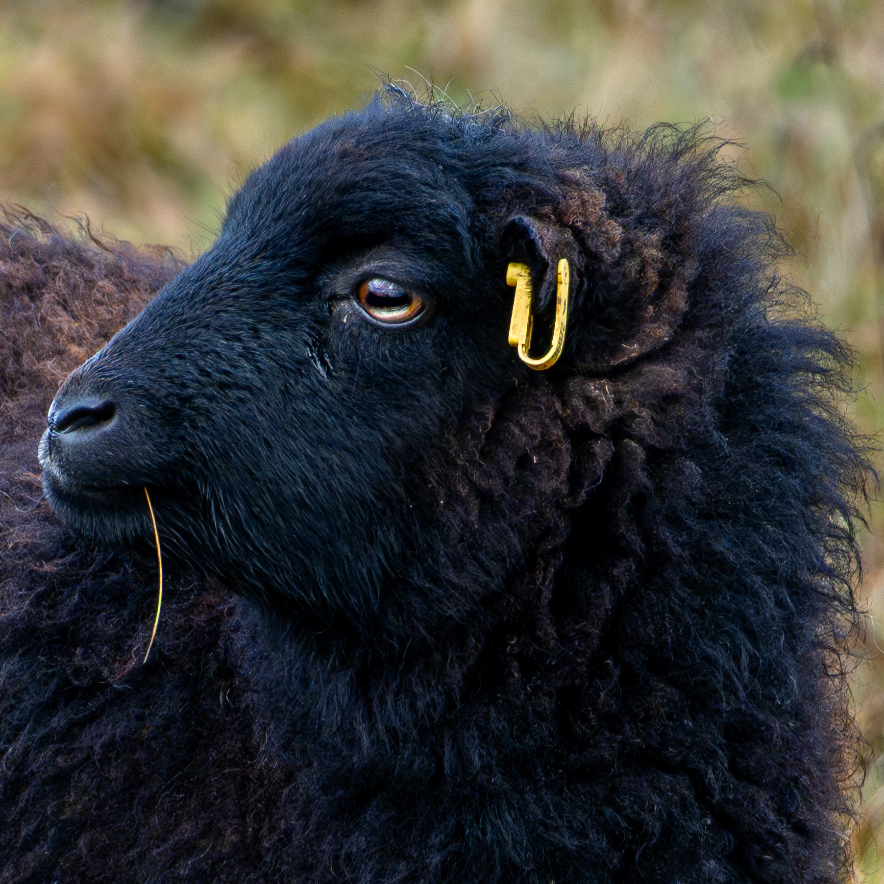 Ein schwarzes Schaf der Herde zur Winterbeweidung im Weinberg.