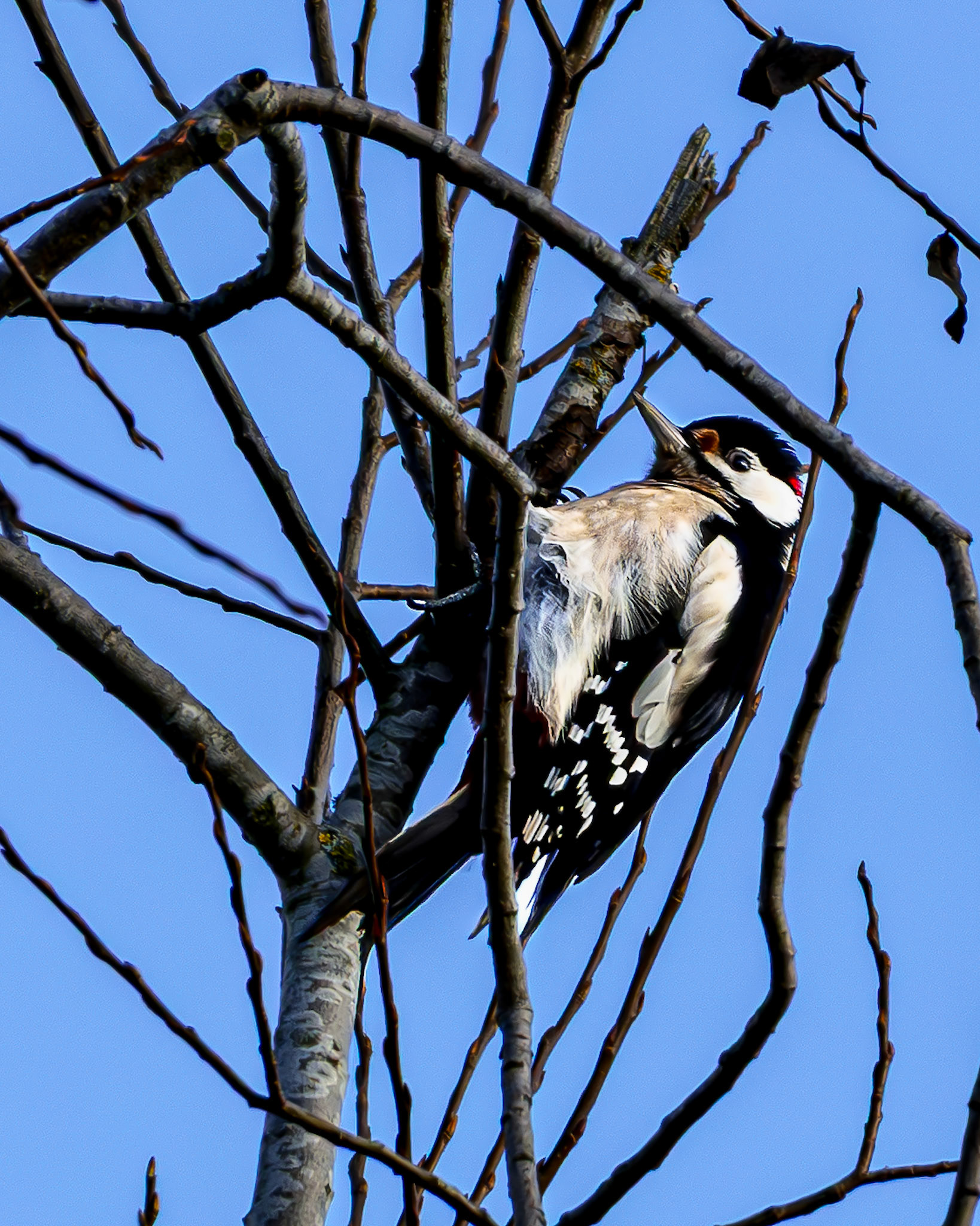 Buntspecht bei der Nahrungssuche an einem morschen Baumstamm.