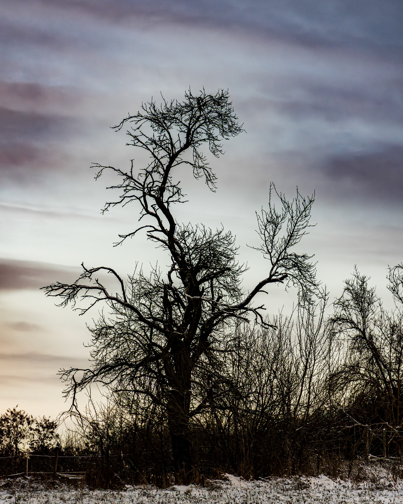 Silouette eines alten Pflaumenbaums