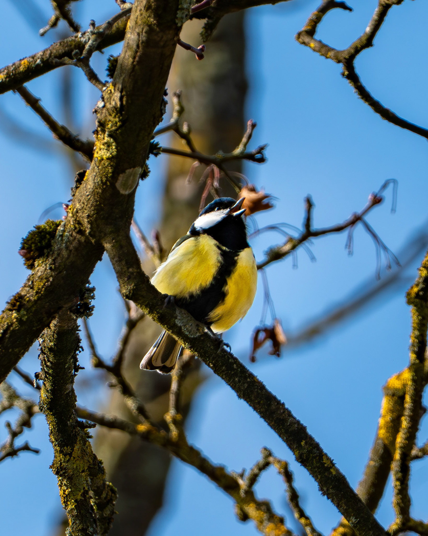 Kohlmeise (Parus major) auf einem Baum in der Wintersonne.