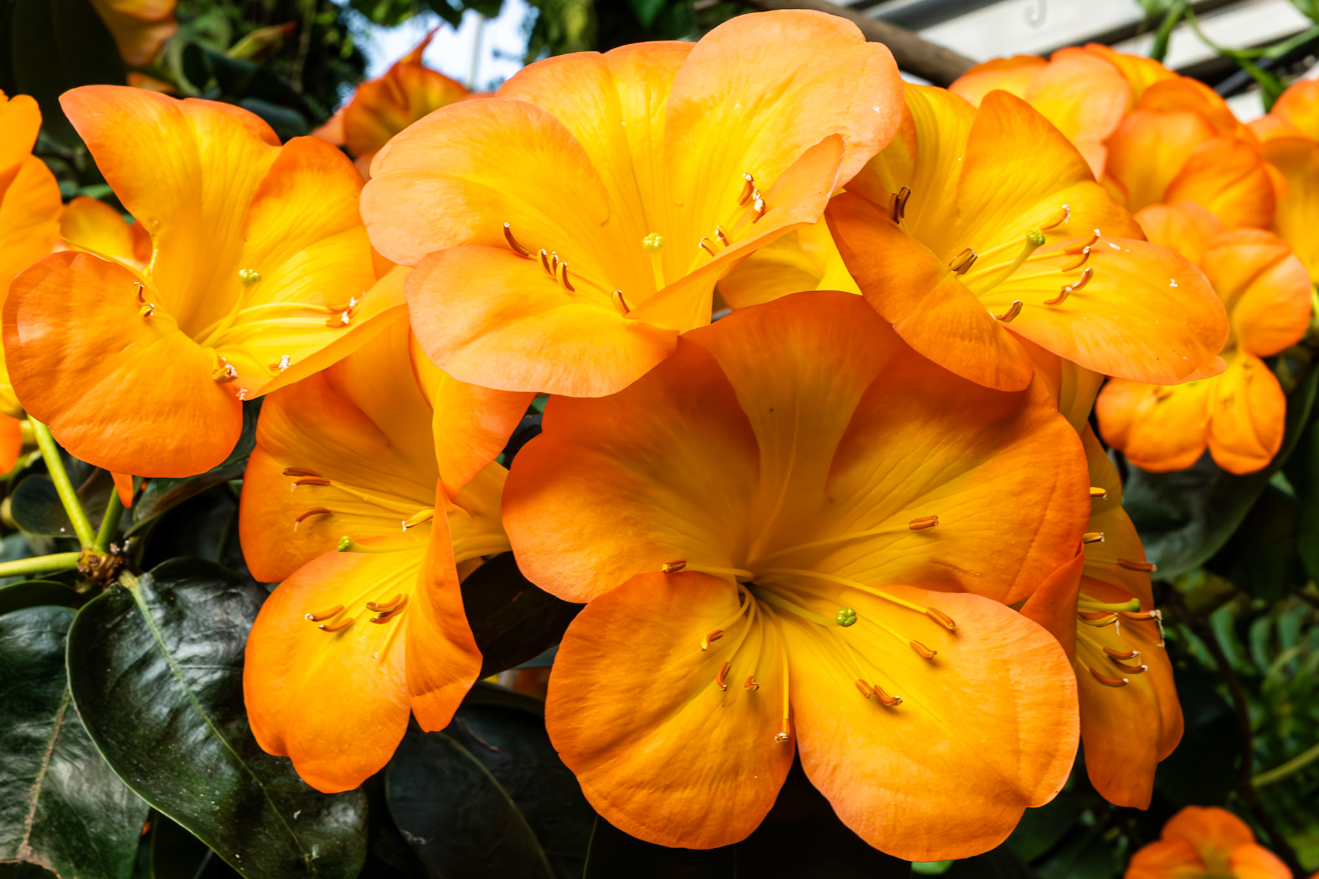 Leuchtende Clivia-Blüten im Gewächshaus; dichte Dolden mit kräftigem Orange.