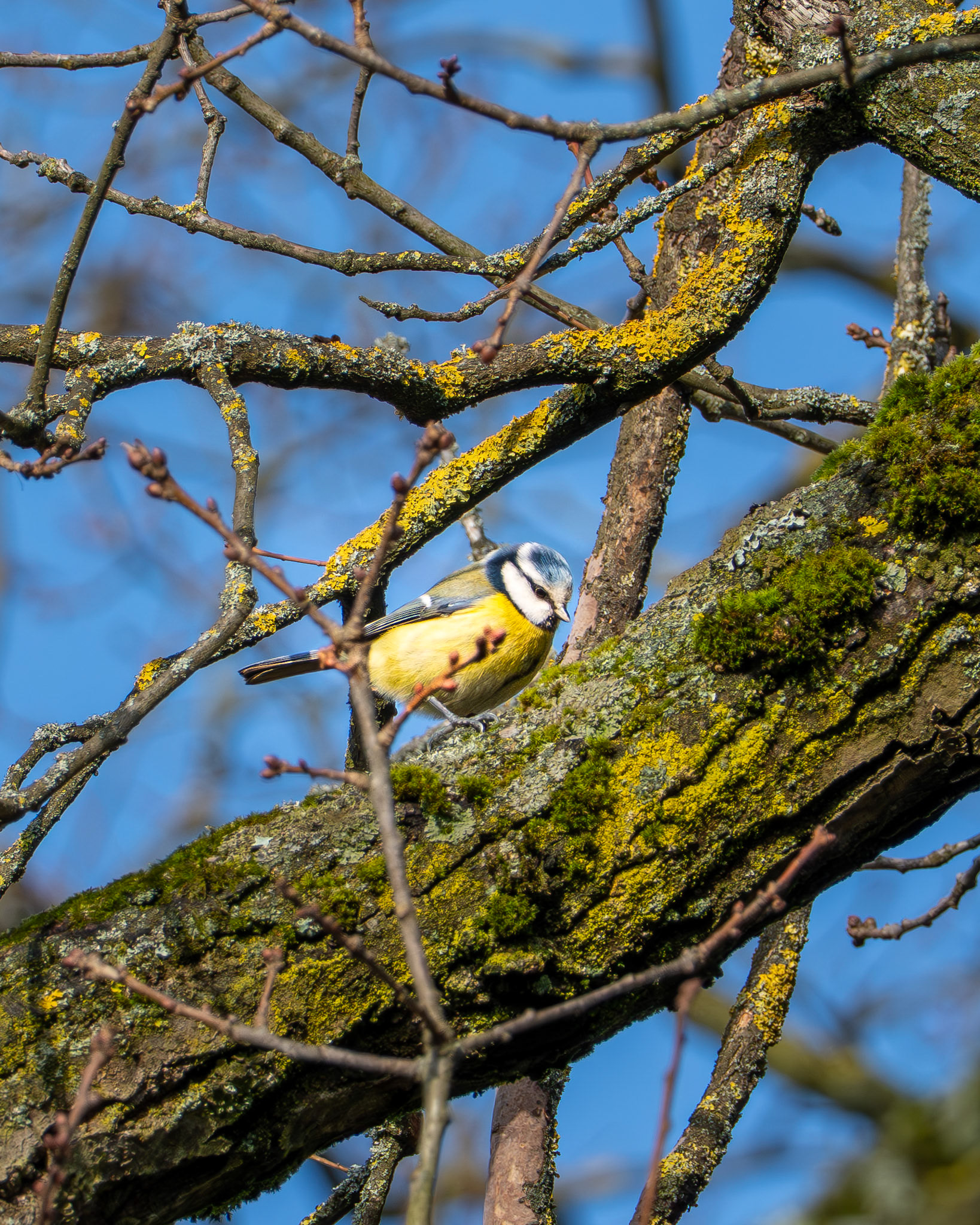 Kohlmeise (Parus major) auf einem Baum in der Wintersonne.