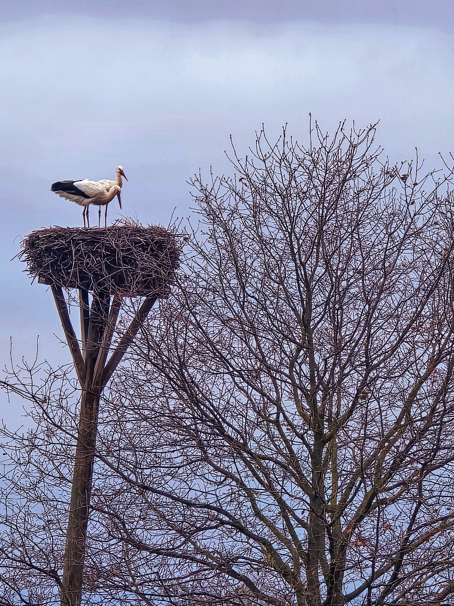 Weißstorchpaar (Ciconia ciconia) auf ihrem Nest