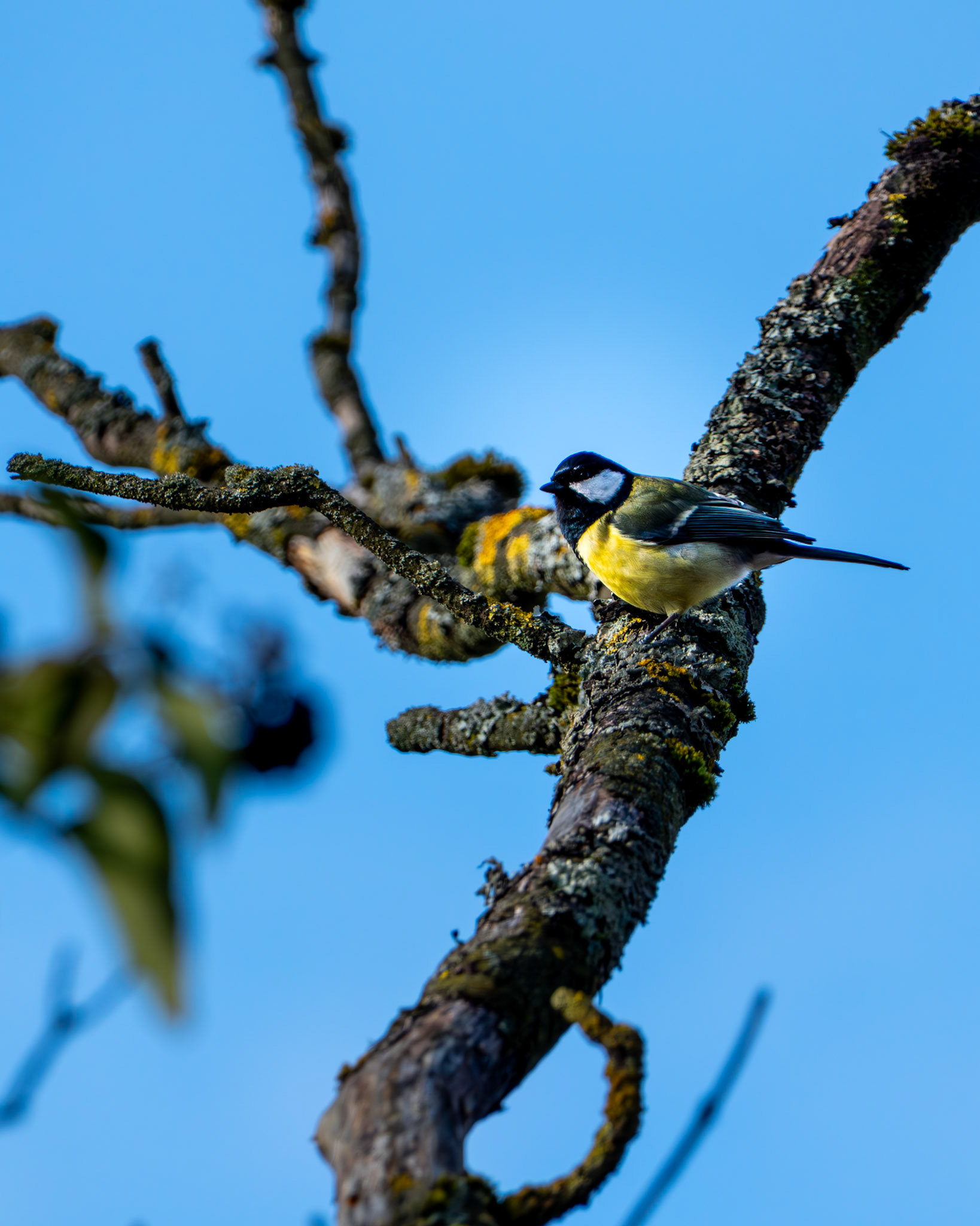 Kohlmeise (Parus major) auf einem Baum in der Wintersonne.