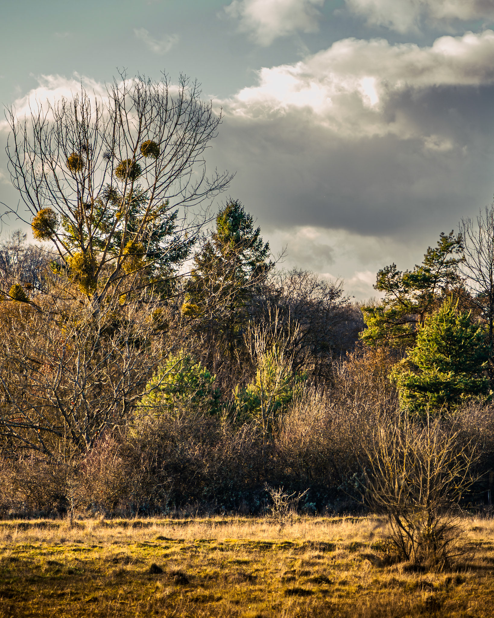 Ein kleines Wäldchen im Naturschutzgebiet Weinberg