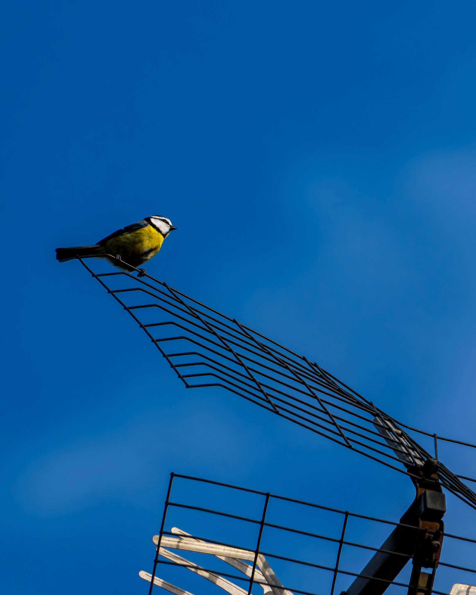 Kohlmeise (Parus major) auf einer Antenne.