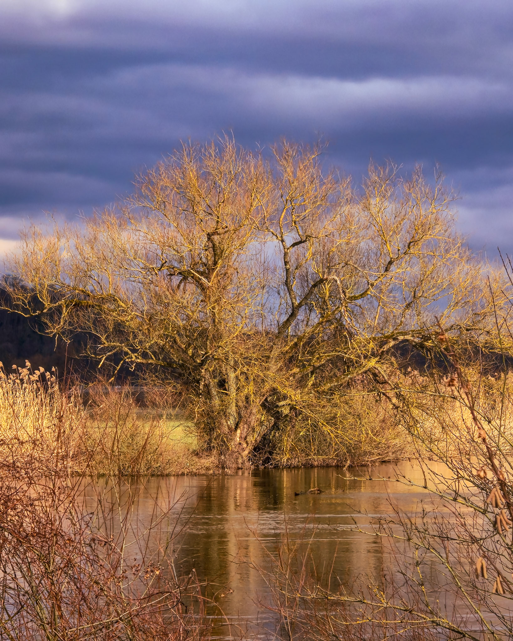 Silber-Weide (Salix alba) an der Lahn im Sonnenschein