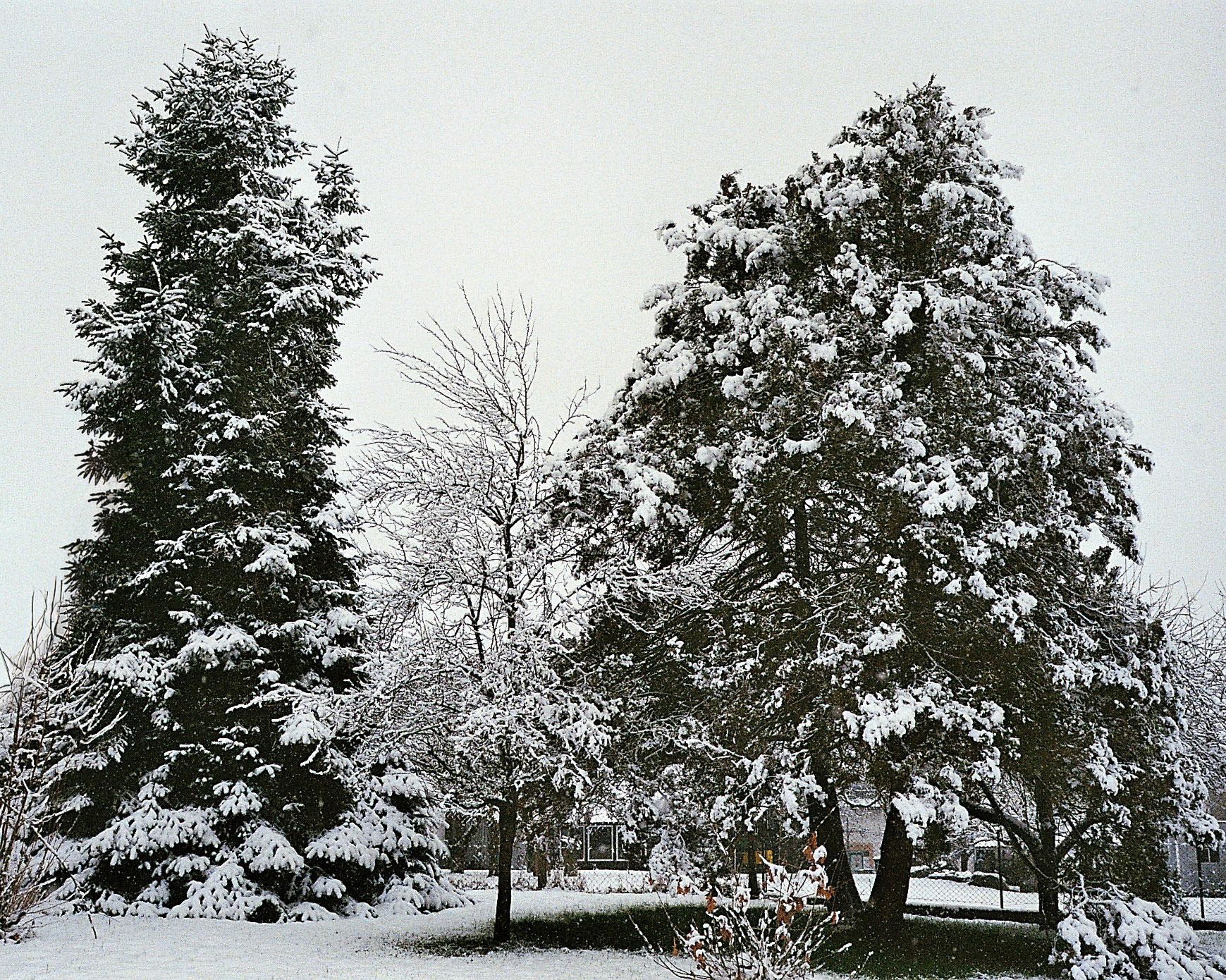 Nordmanntanne, Pflaumenbaum und Zypresse schneebedeckt.  Leica M4, Voigtländer Ultron 35mm F2.0, Kodak Ultramax 400.