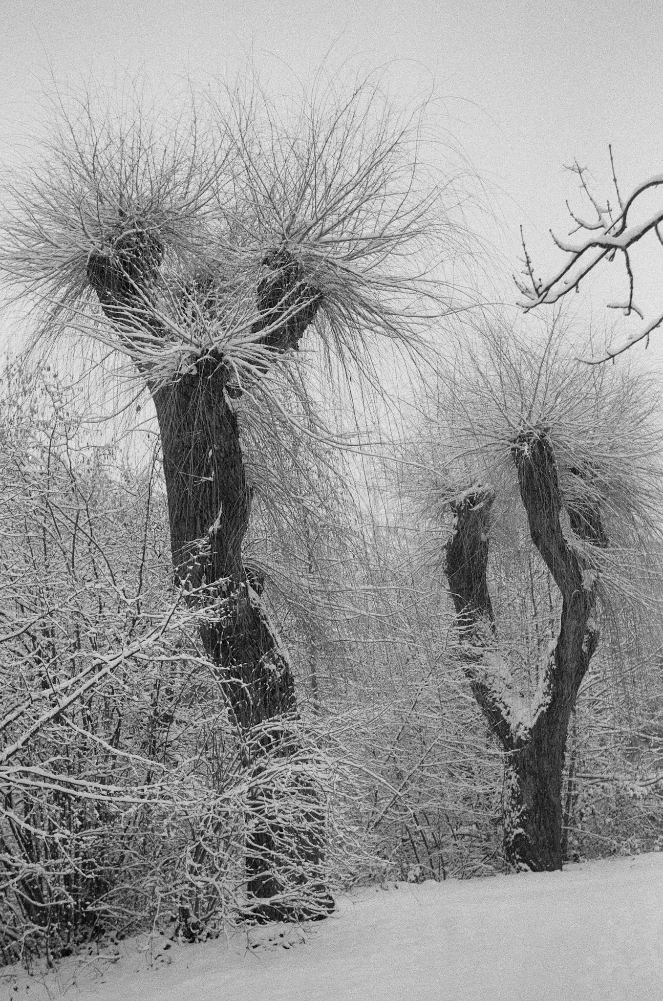 Wetzlarer Lahninsel im Winter, Leica M4, Voigtländer Ultron 35mm F2.0, Agfa 100APX