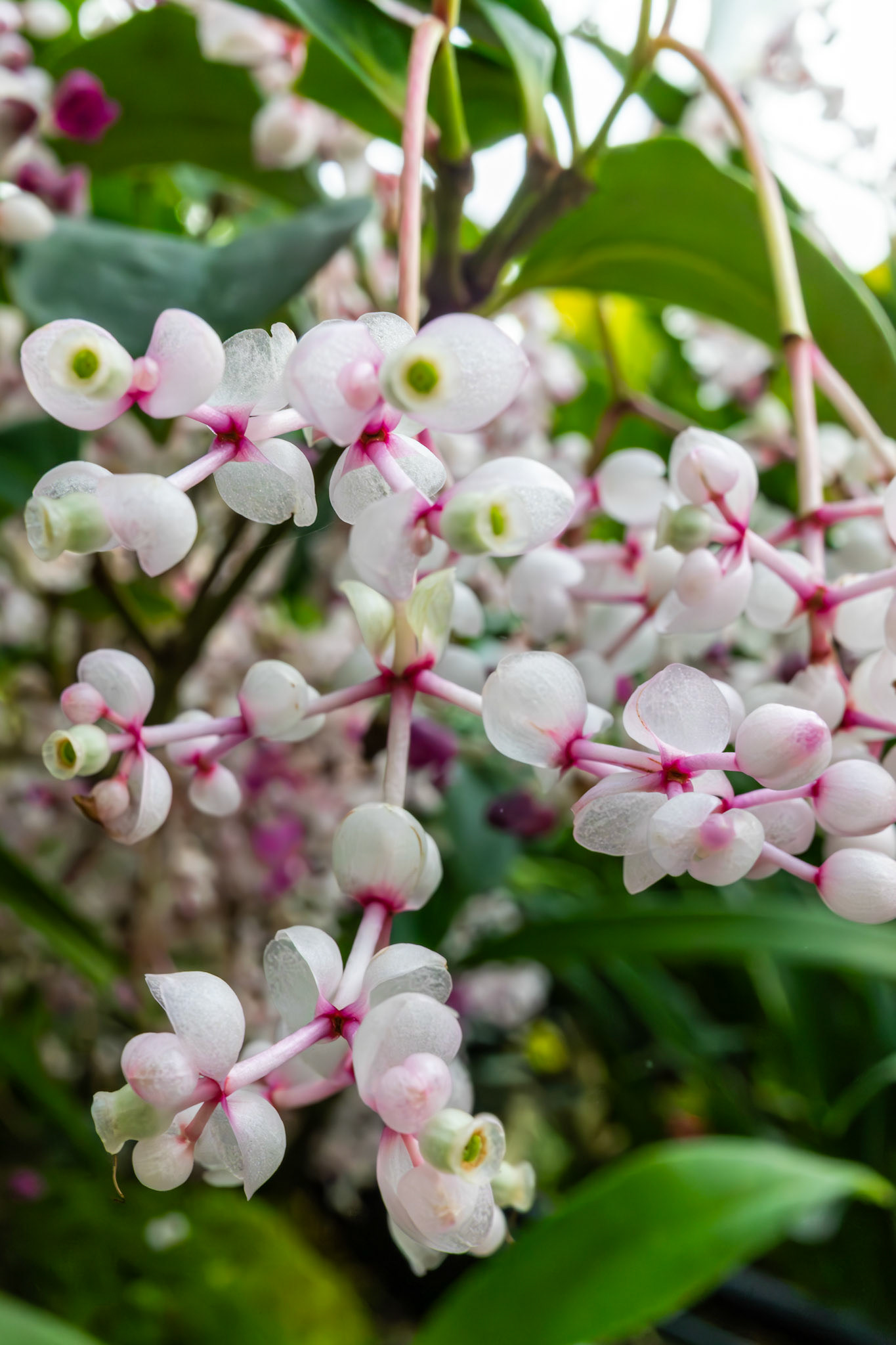 Detailaufnahme von Schmetterlingsorchideen; filigrane Blüten mit feinen Farbverläufen.