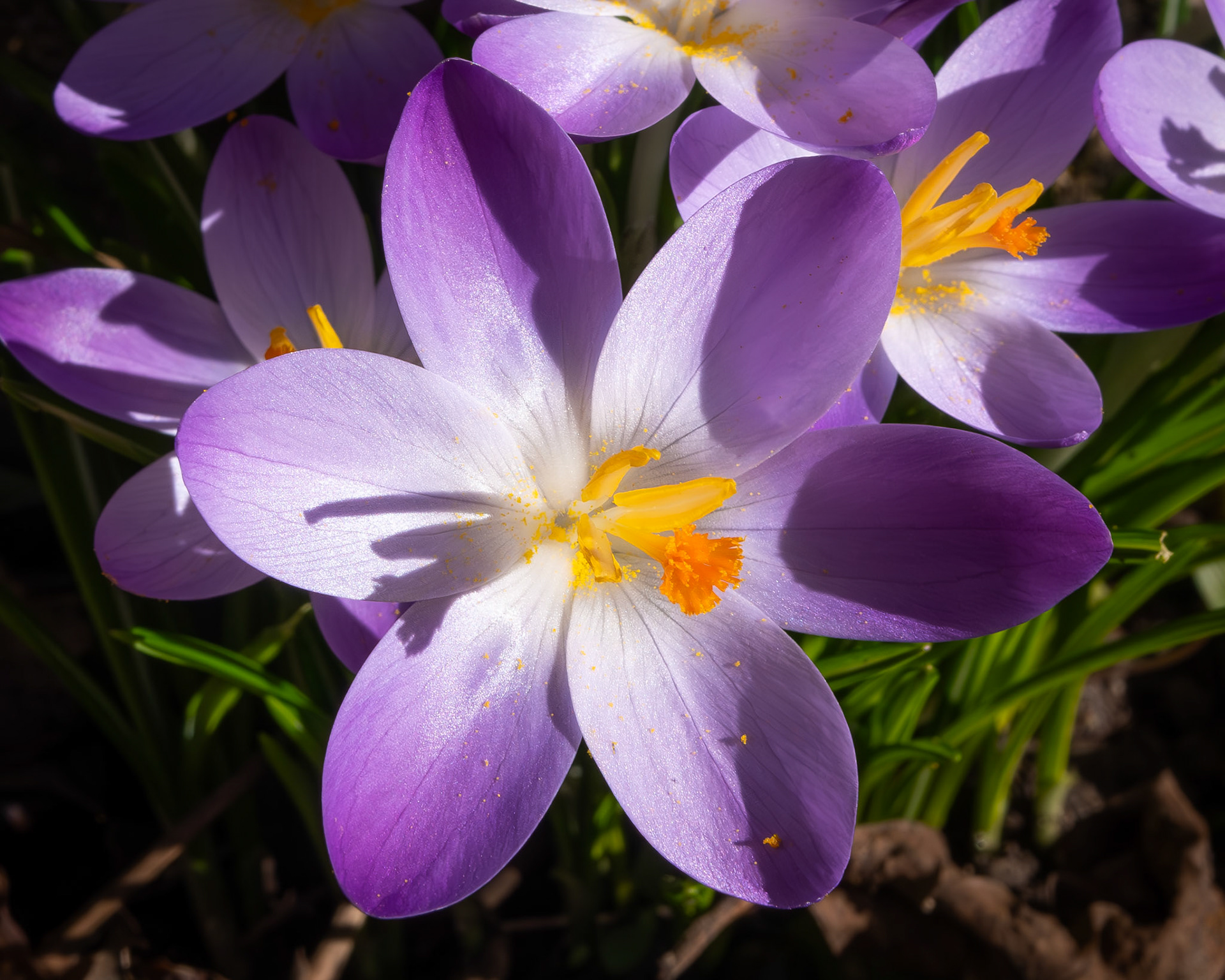 Lila Krokus (Crocus tommasinianus) in der Mittagssonne