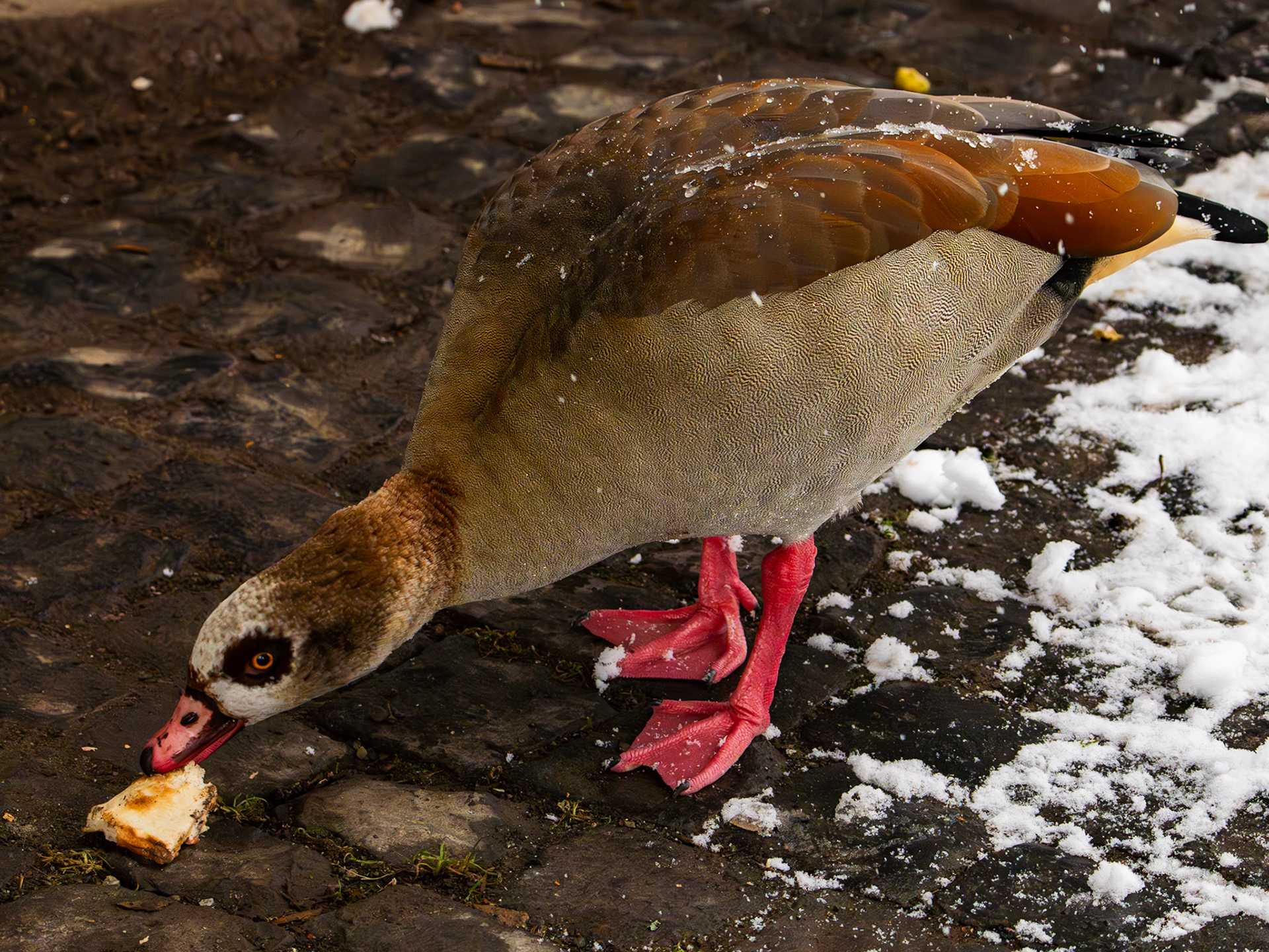 Nilgans auf einer schneebedeckten Fläche bei der Futtersuche.