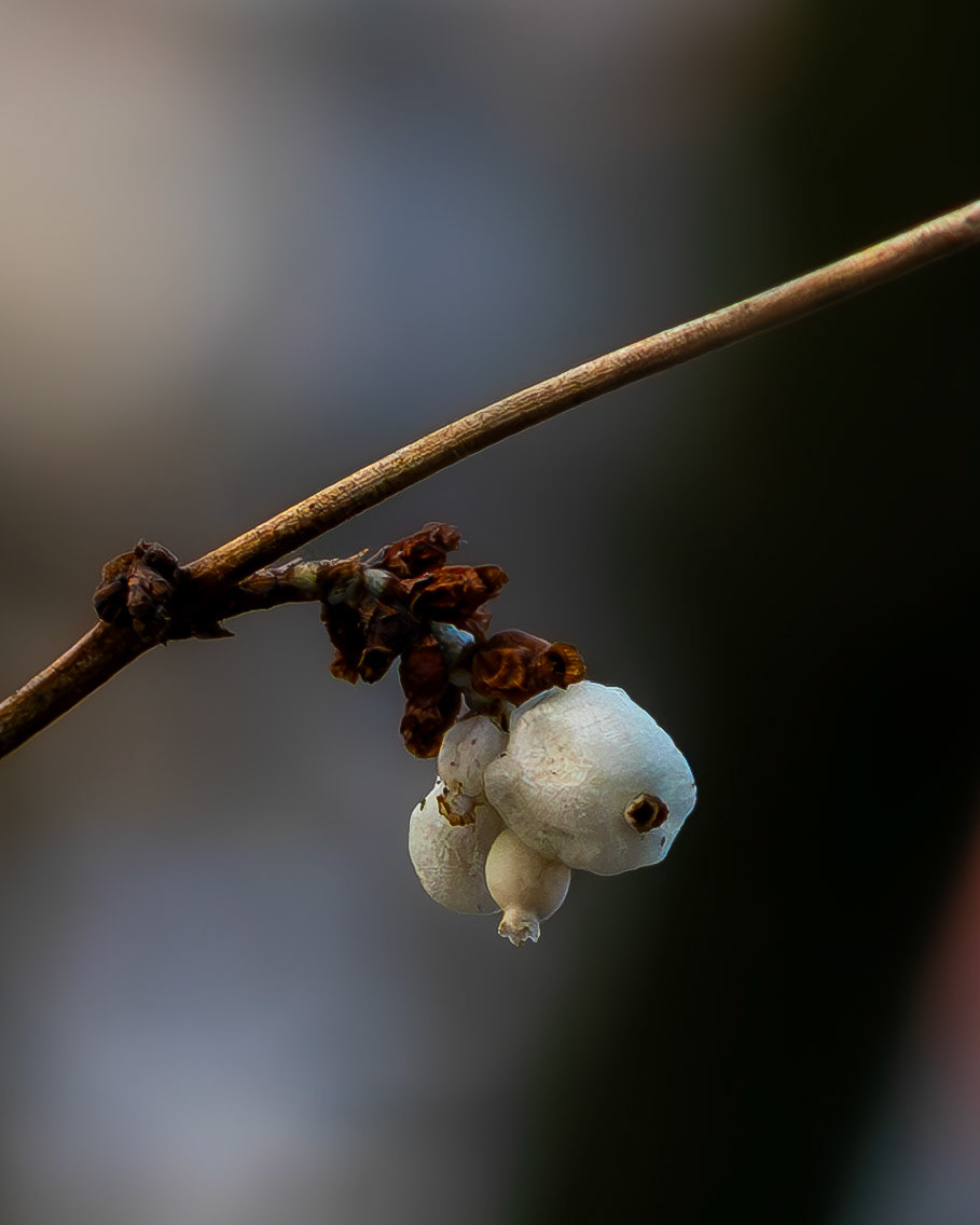 Schneeberere, giftig und schön