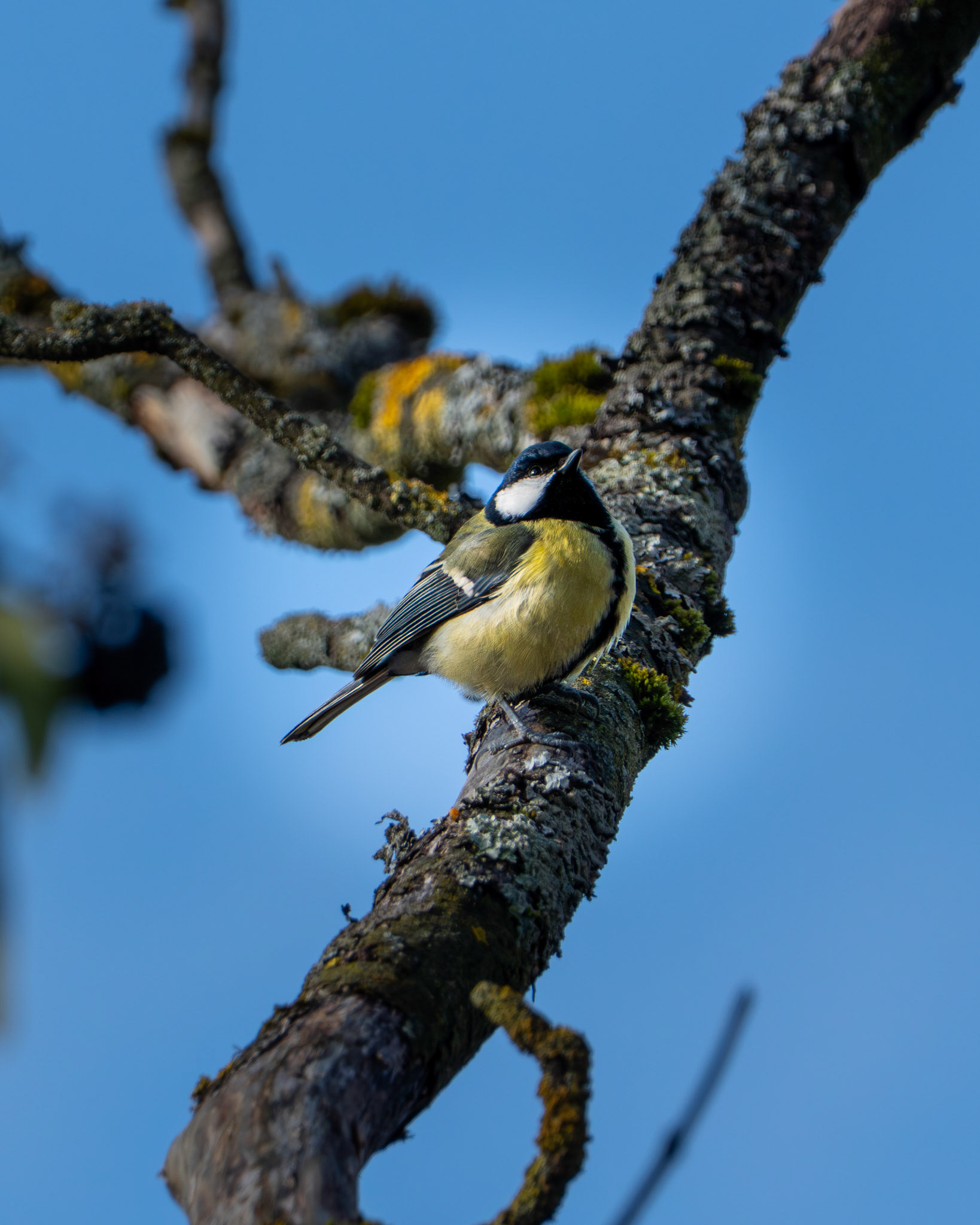 Kohlmeise (Parus major) auf einem Baum in der Wintersonne.