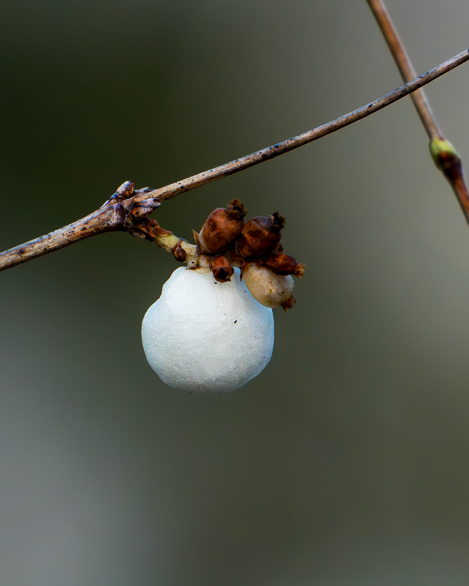 Schneebeere - giftig und schön