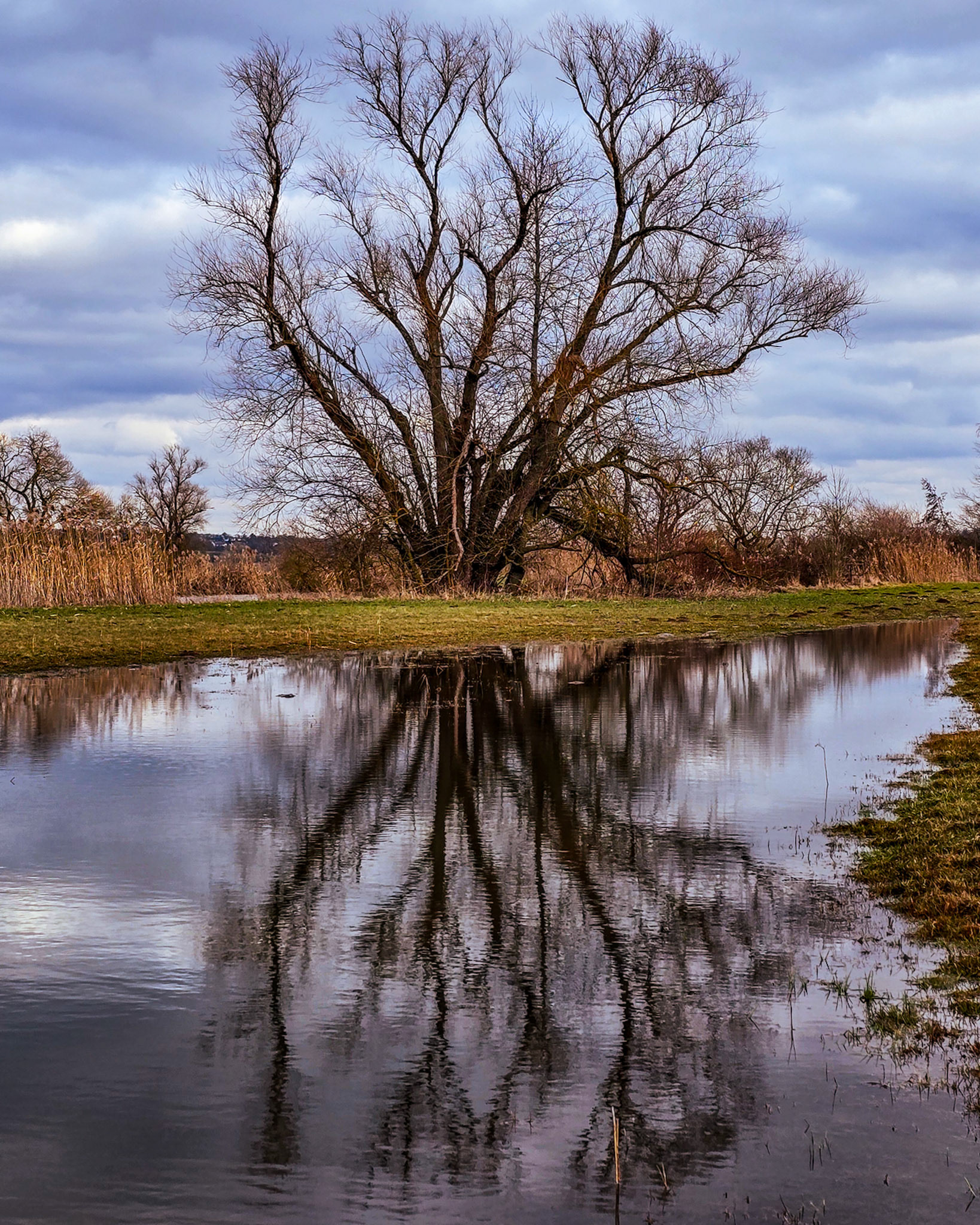 Eine alte Silber-Weide (Salix alba) auf einer Wiese am Lahnufer