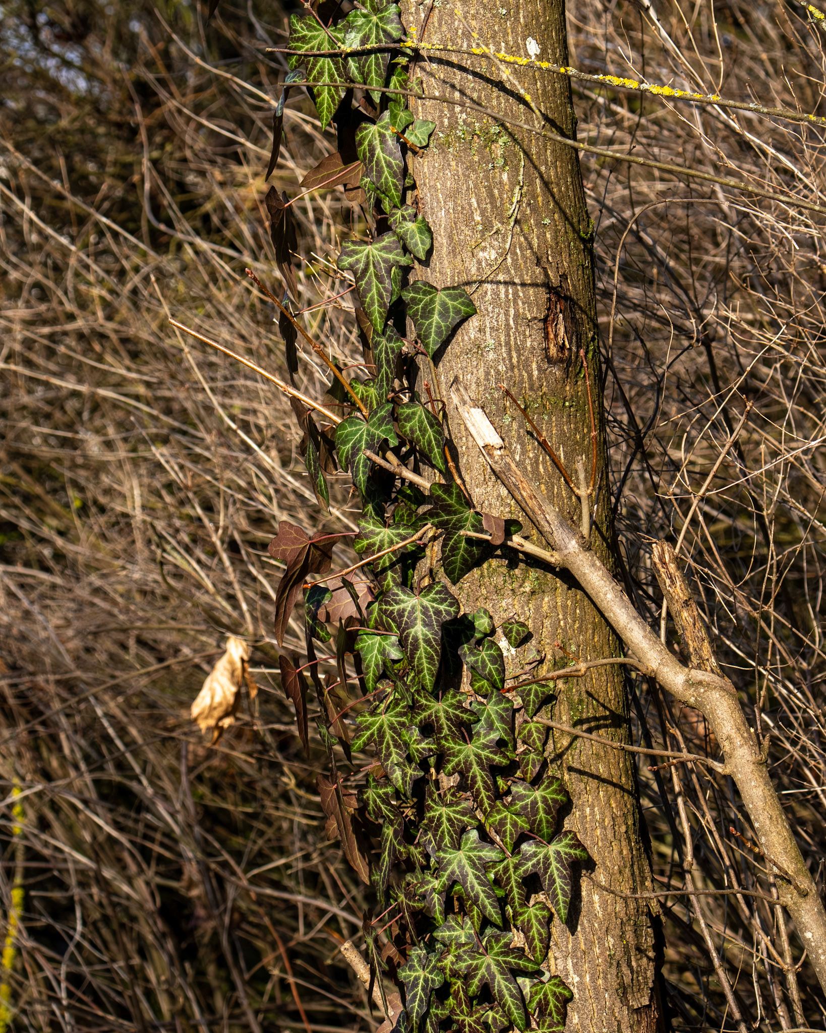 Ein am Baum wachsender Efeu in der Wintersonne