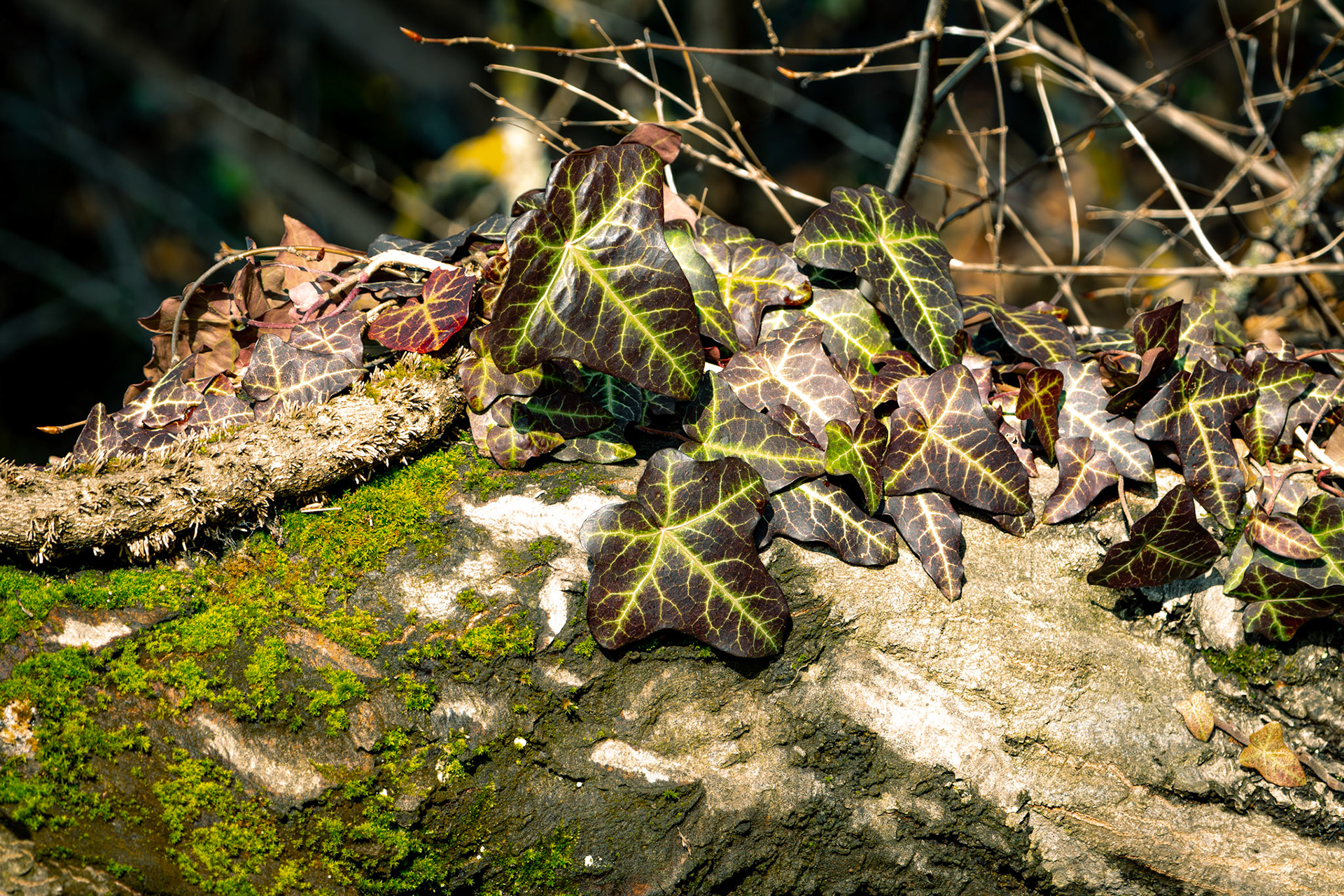 Efeu auf knorrigem Stamm in der Wintersonne