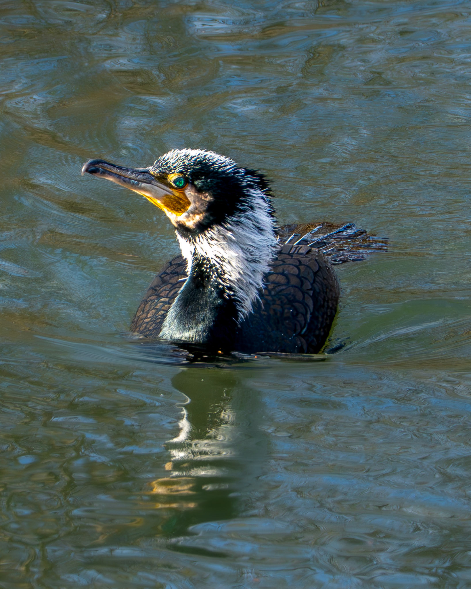 Kormorant (Phalacrocorax carbo) beim Schwimmen in der Lahn.