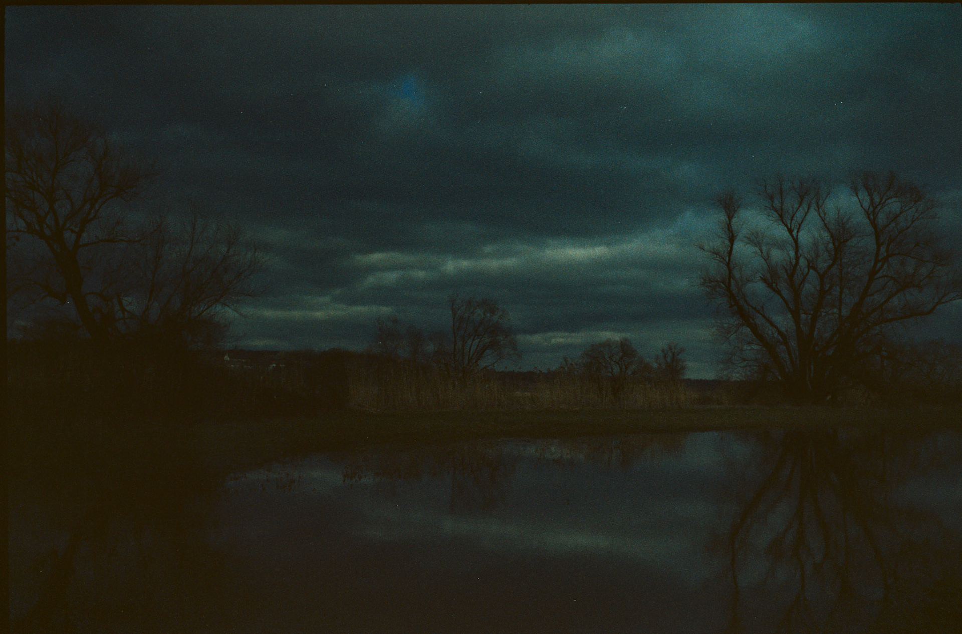 Zwei Silberweiden im letzten Licht. Leica M4, Voigtländer Ultron 35mm F2.0, Vision3 500T pushed auf 1600 ISO.