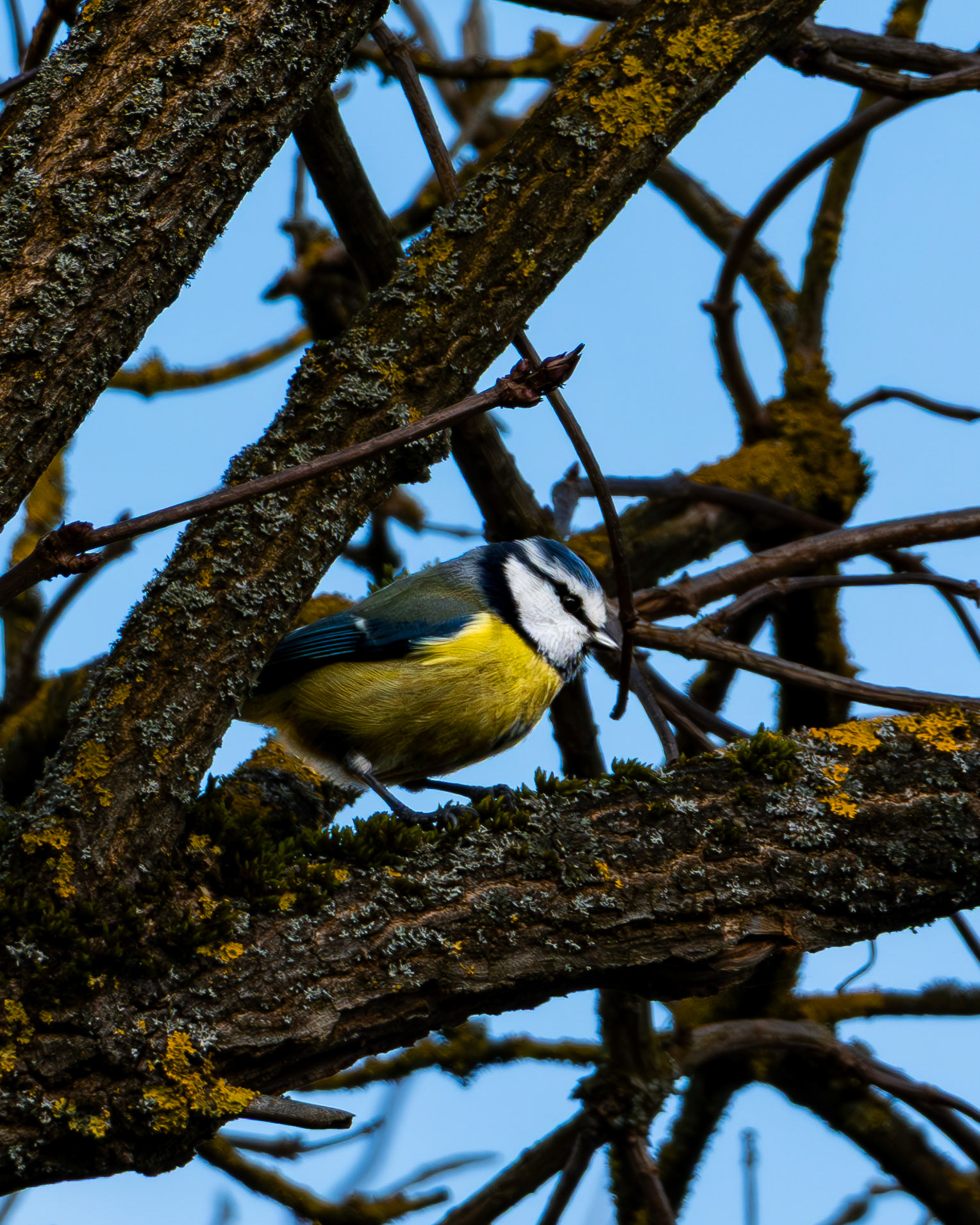 Kohlmeise (Parus major) auf einem Baum.