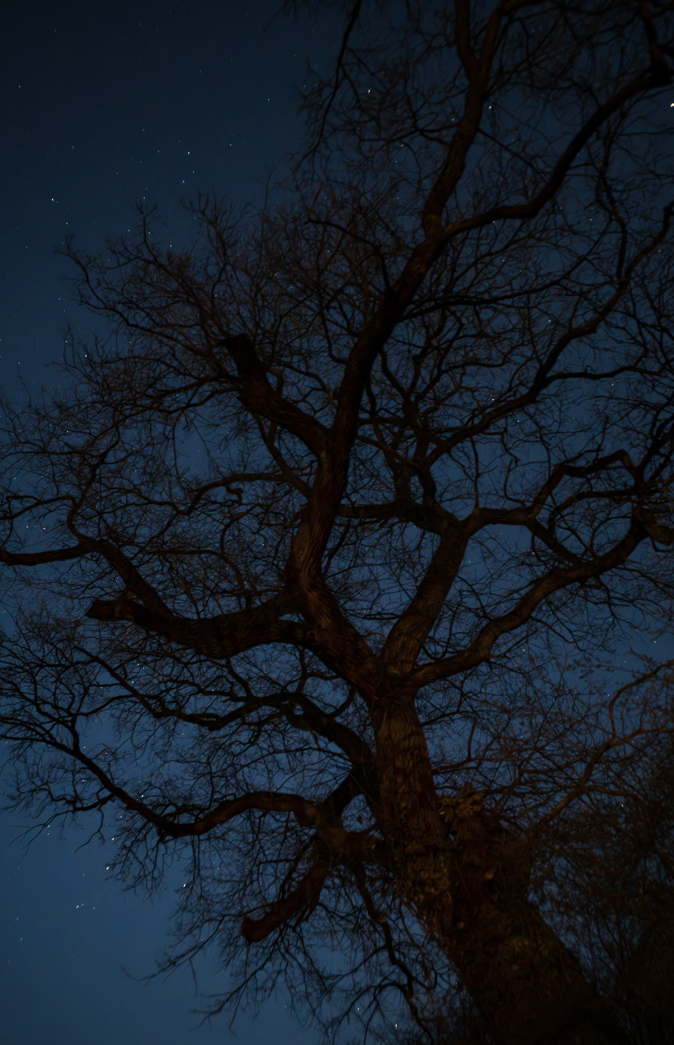 Knorrig, unregelmäßige Krone, massiver Stamm - eine Eiche in Philippstein