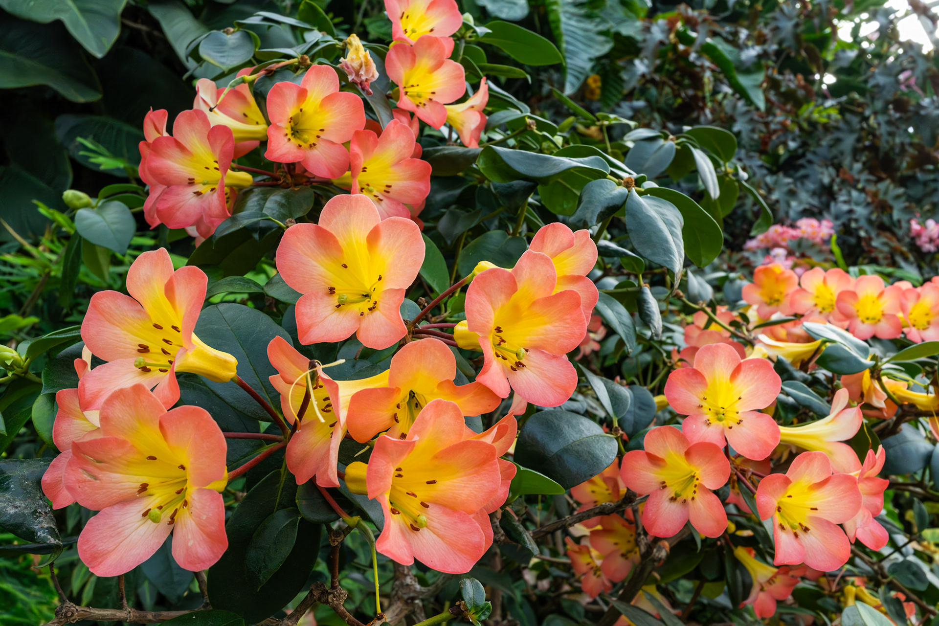 Ixora Flowers