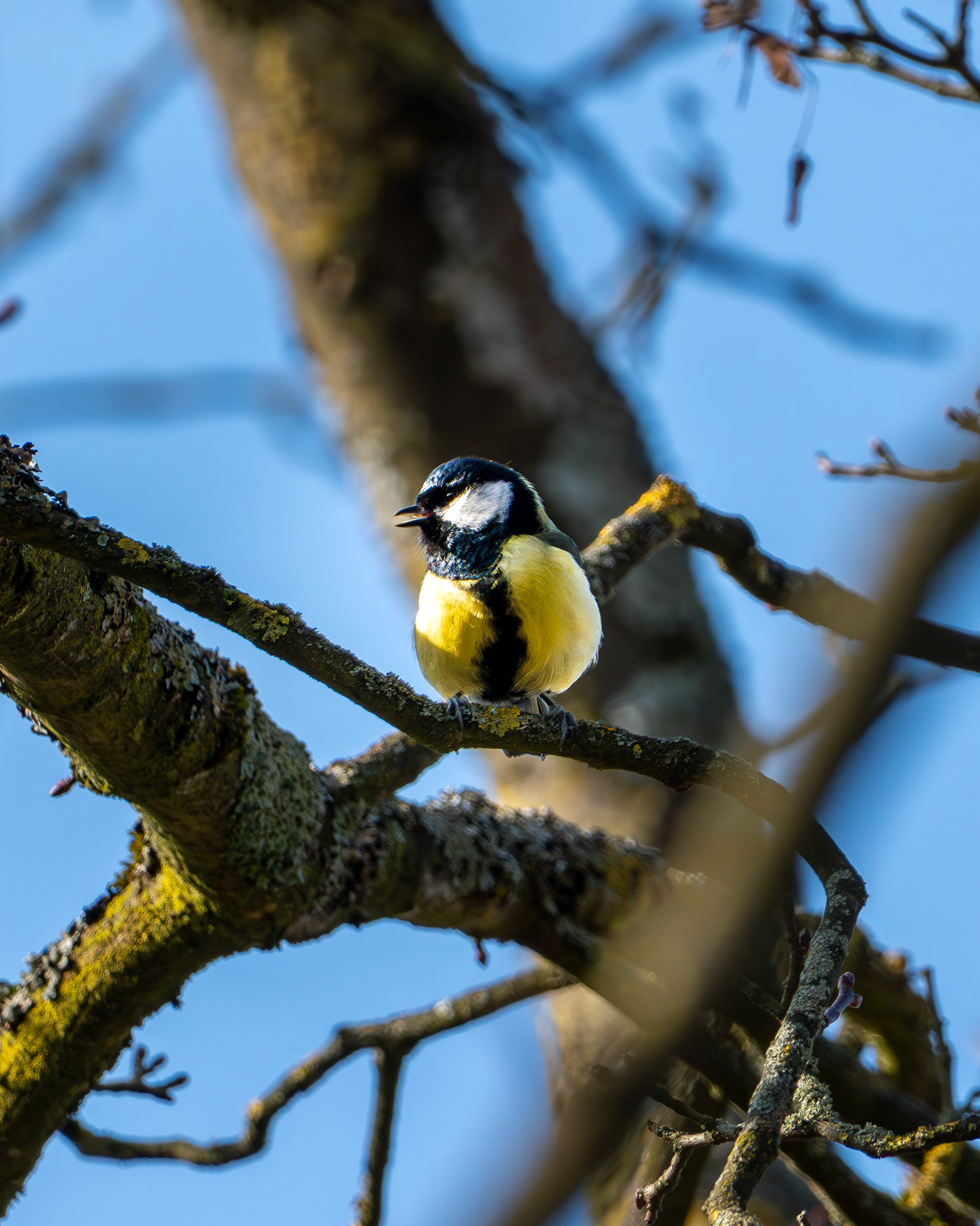 Kohlmeise (Parus major) auf einem Baum in der Wintersonne.