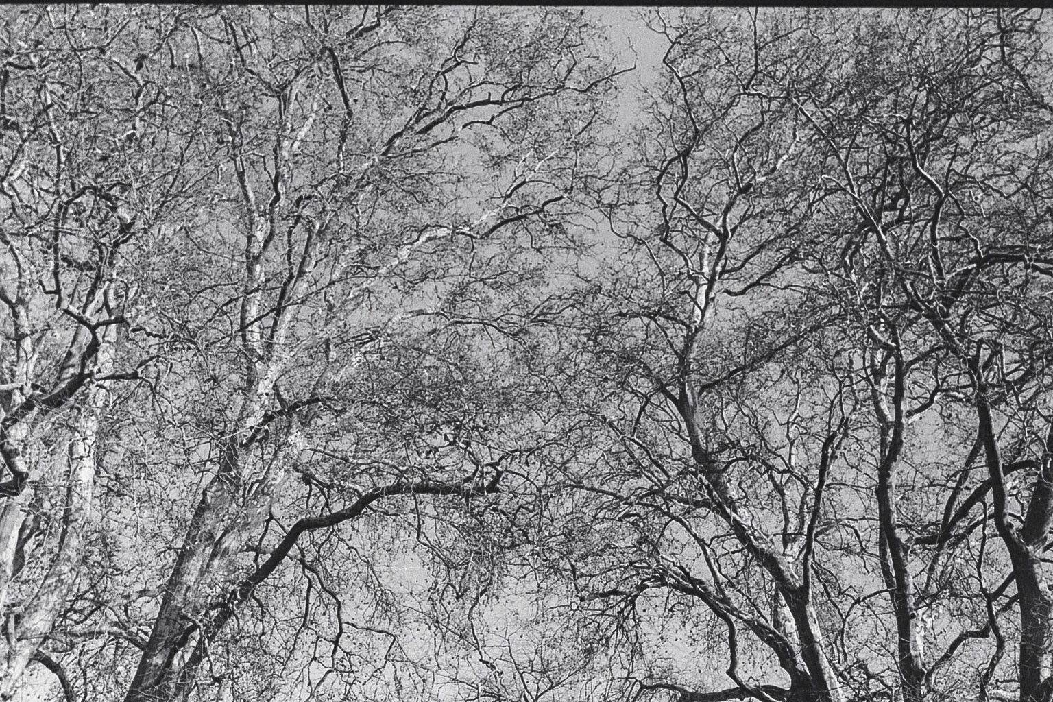 Kronen alter Bäume am Kloster Arnsburg bei Lich. Leica M4, Voigtländer Ultron 35mm F2.0, AGFA APX 100.