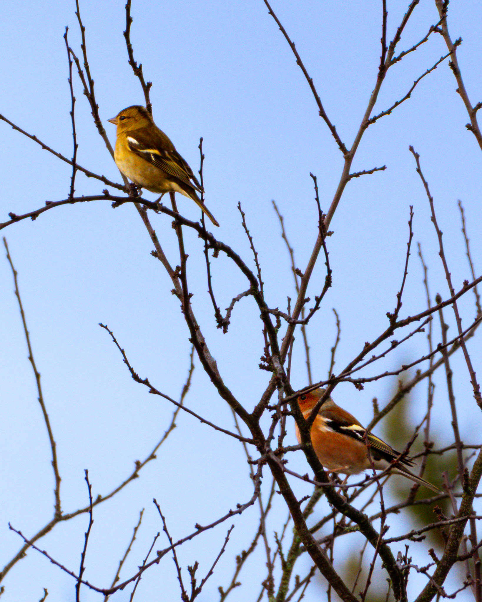 Männliche und weibliche Buchfinken in einer Baumkrone.