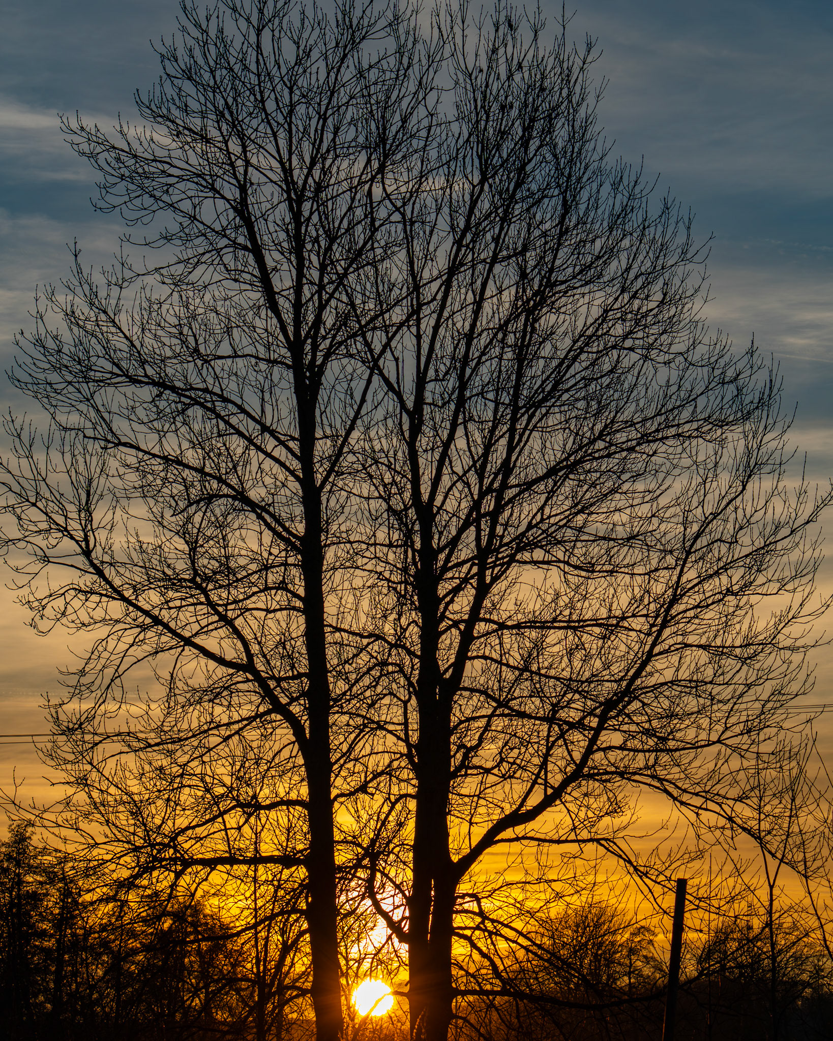 Die Silouette einer Schwarzerle vor dem Sonnenuntergang
