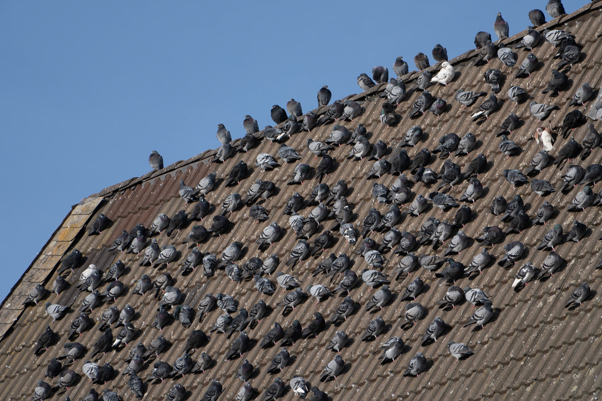 Tauben sonnen sich auf einem Dach