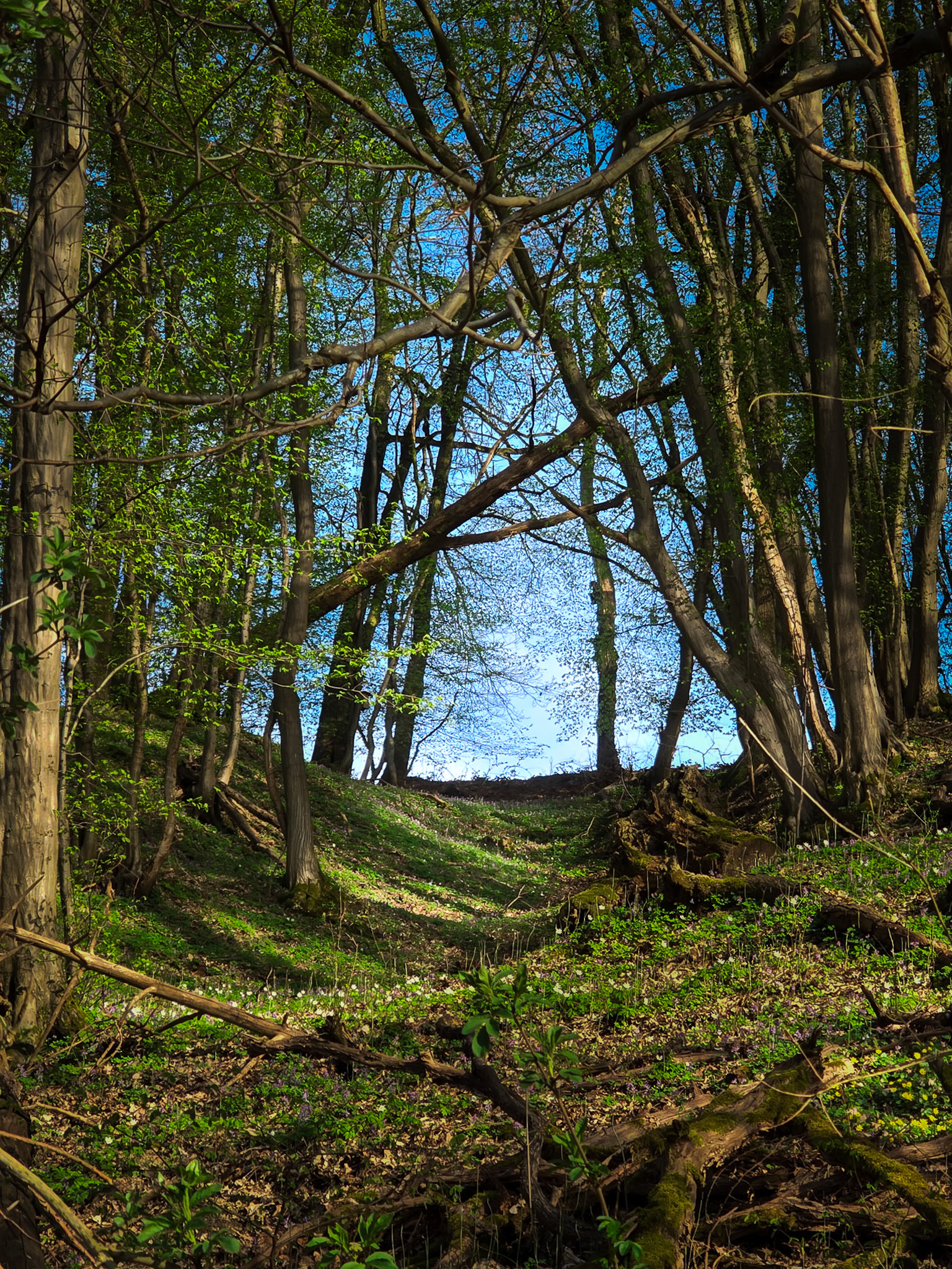 Waldszene in der Hell am Weinberg, später Nachmittag, Smartphone