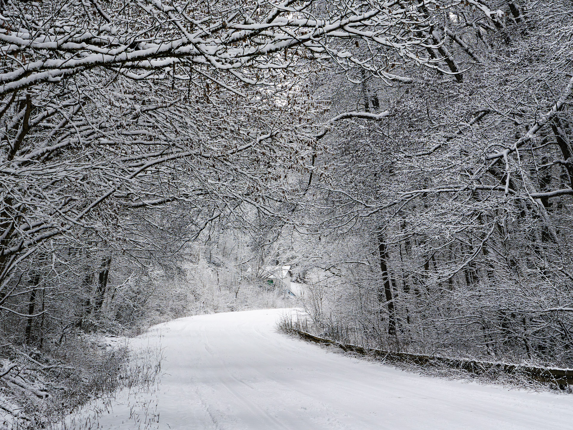 Verschneite Baumwipfel und Straße zwischen Tierheim Wetzlar und Magdalenenhausen